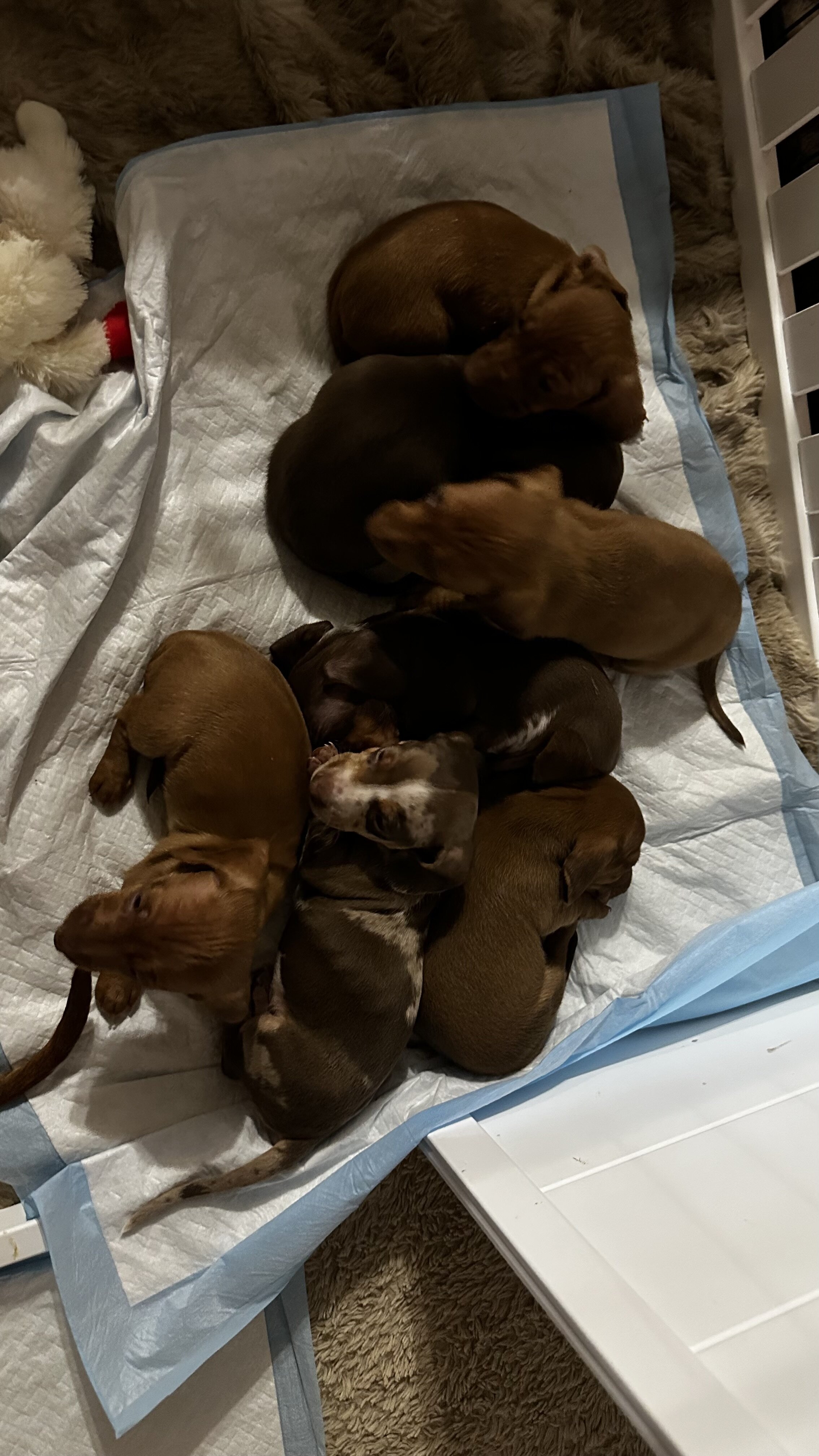 AKC Toy Dashhounds image 6