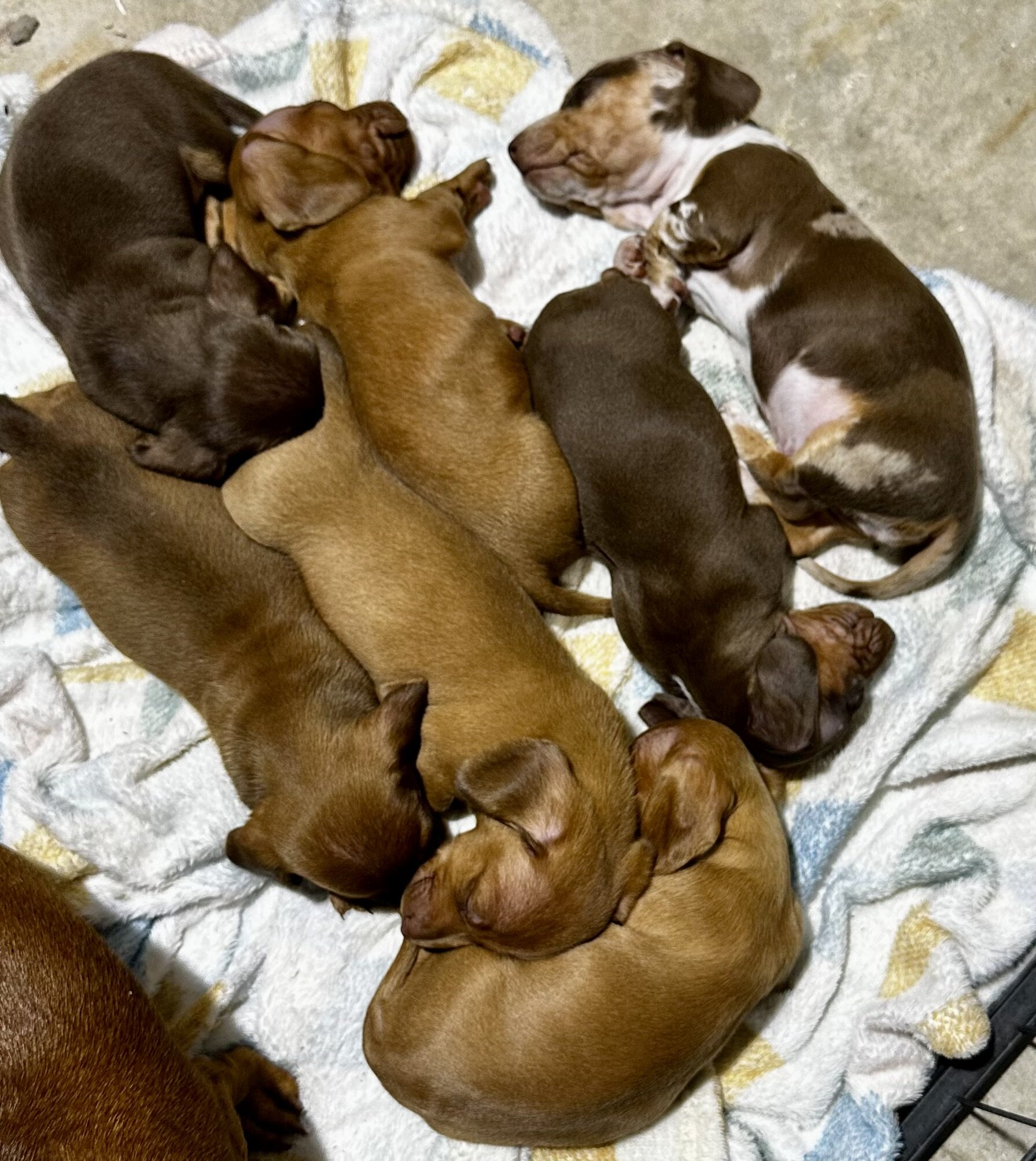 AKC Toy Dashhounds image 5