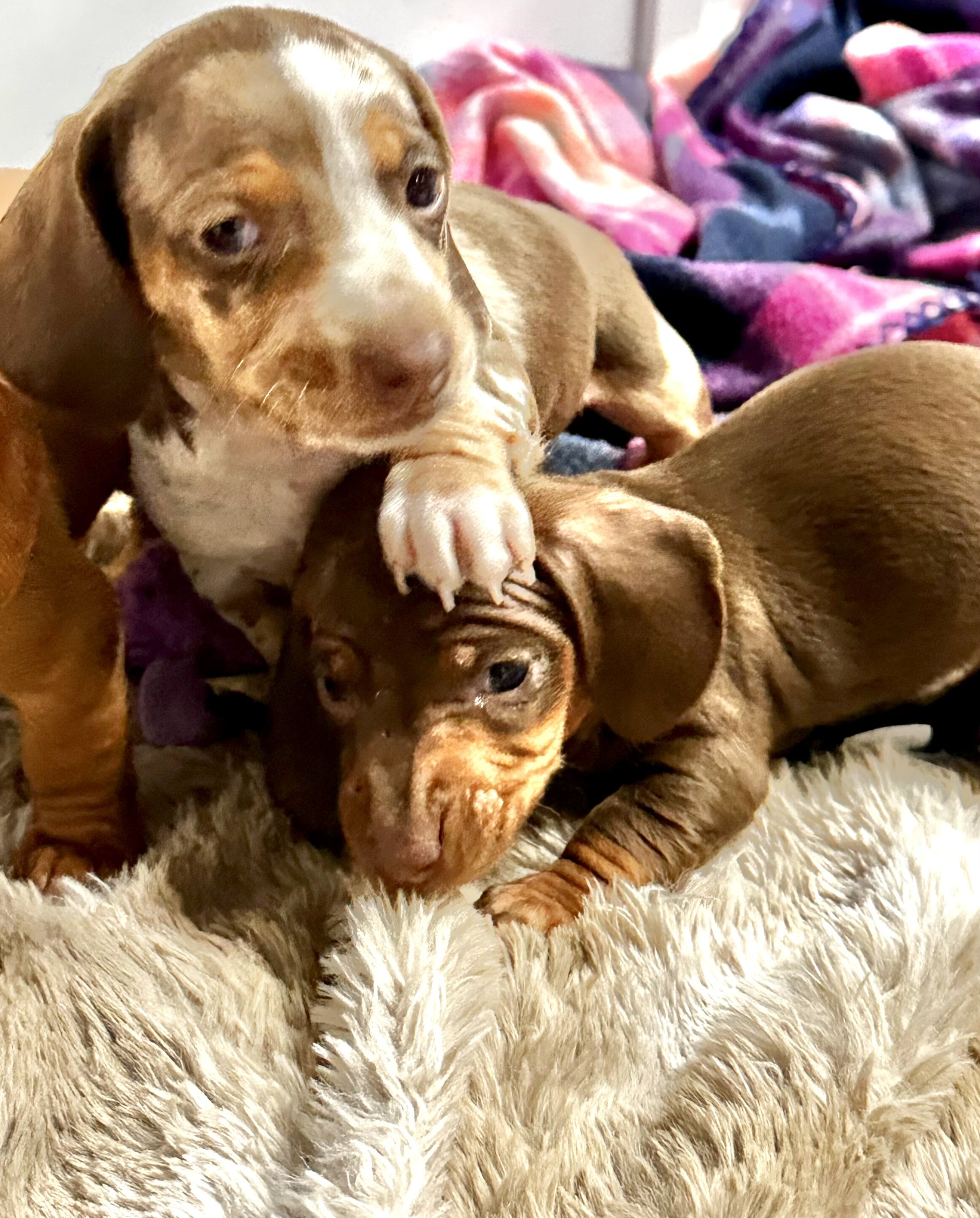 AKC Toy Dashhounds image 1