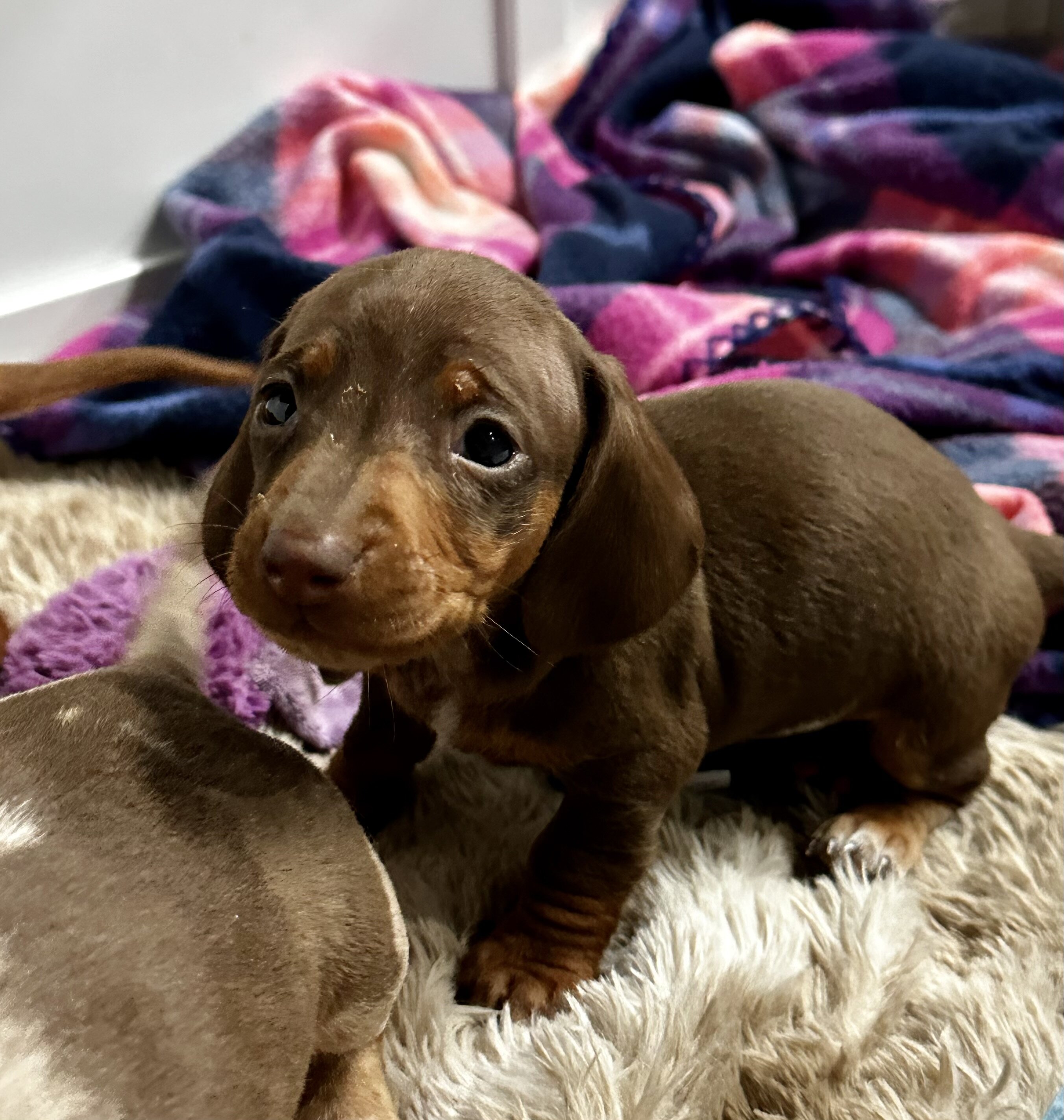 AKC Toy Dashhounds image 3