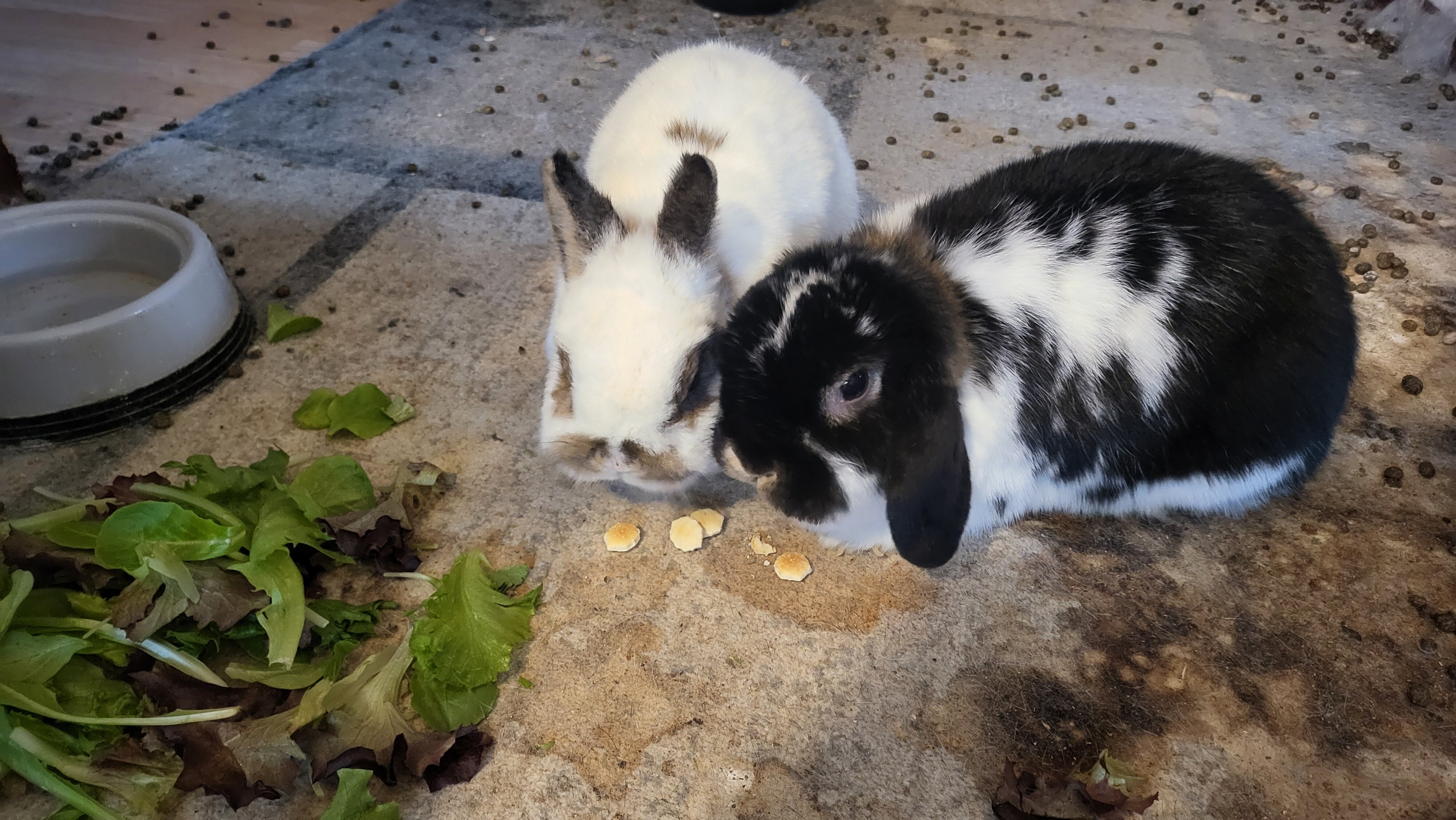2 girl bunnies holland lop and netherland dwarf image 2
