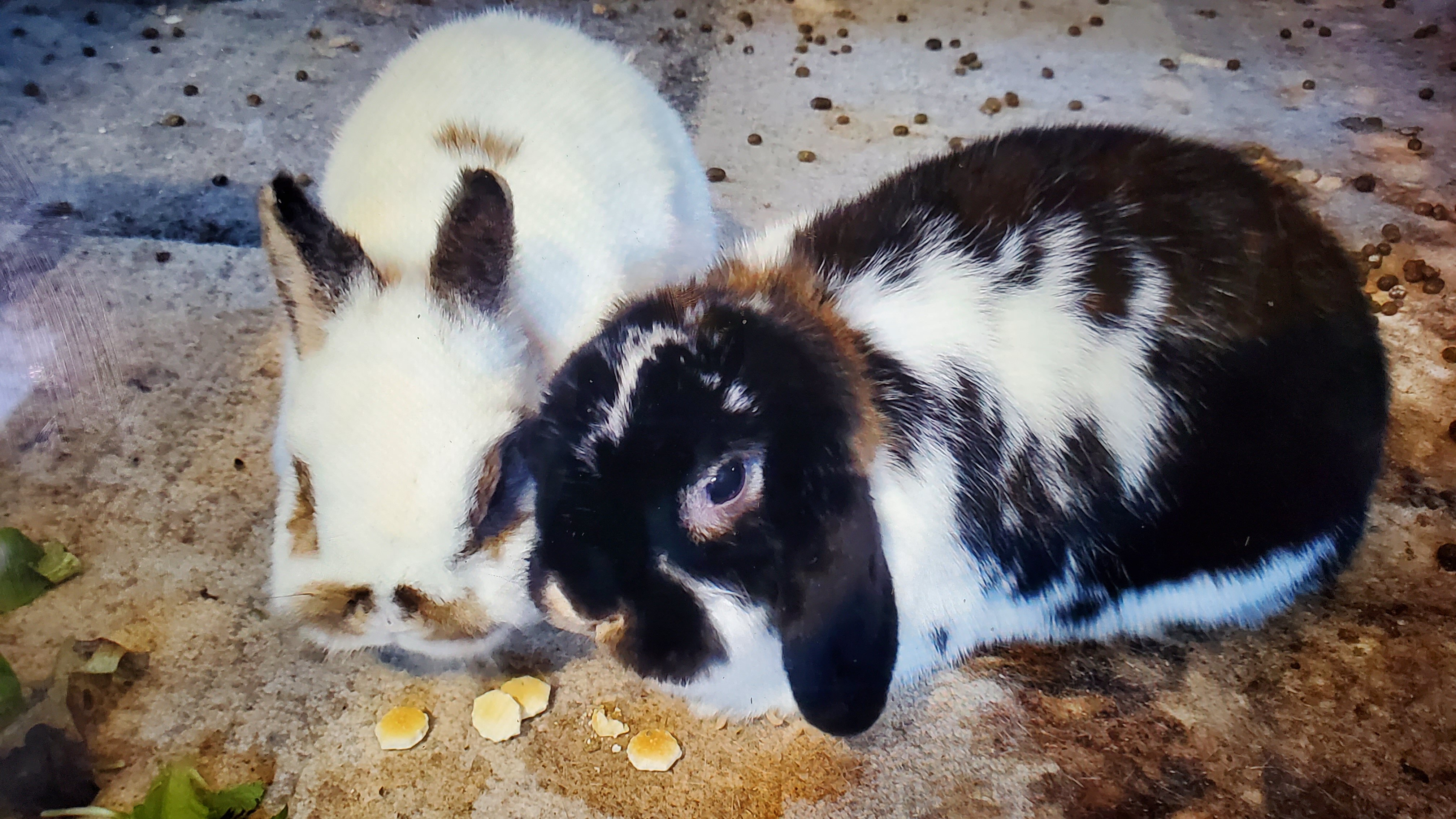 2 girl bunnies holland lop and netherland dwarf image 1