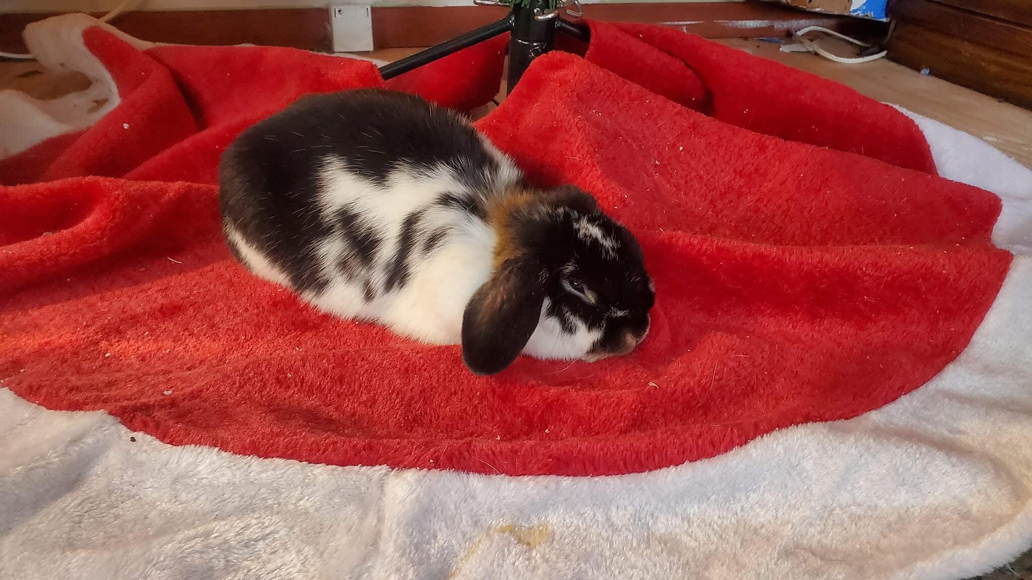 2 girl bunnies holland lop and netherland dwarf image 3