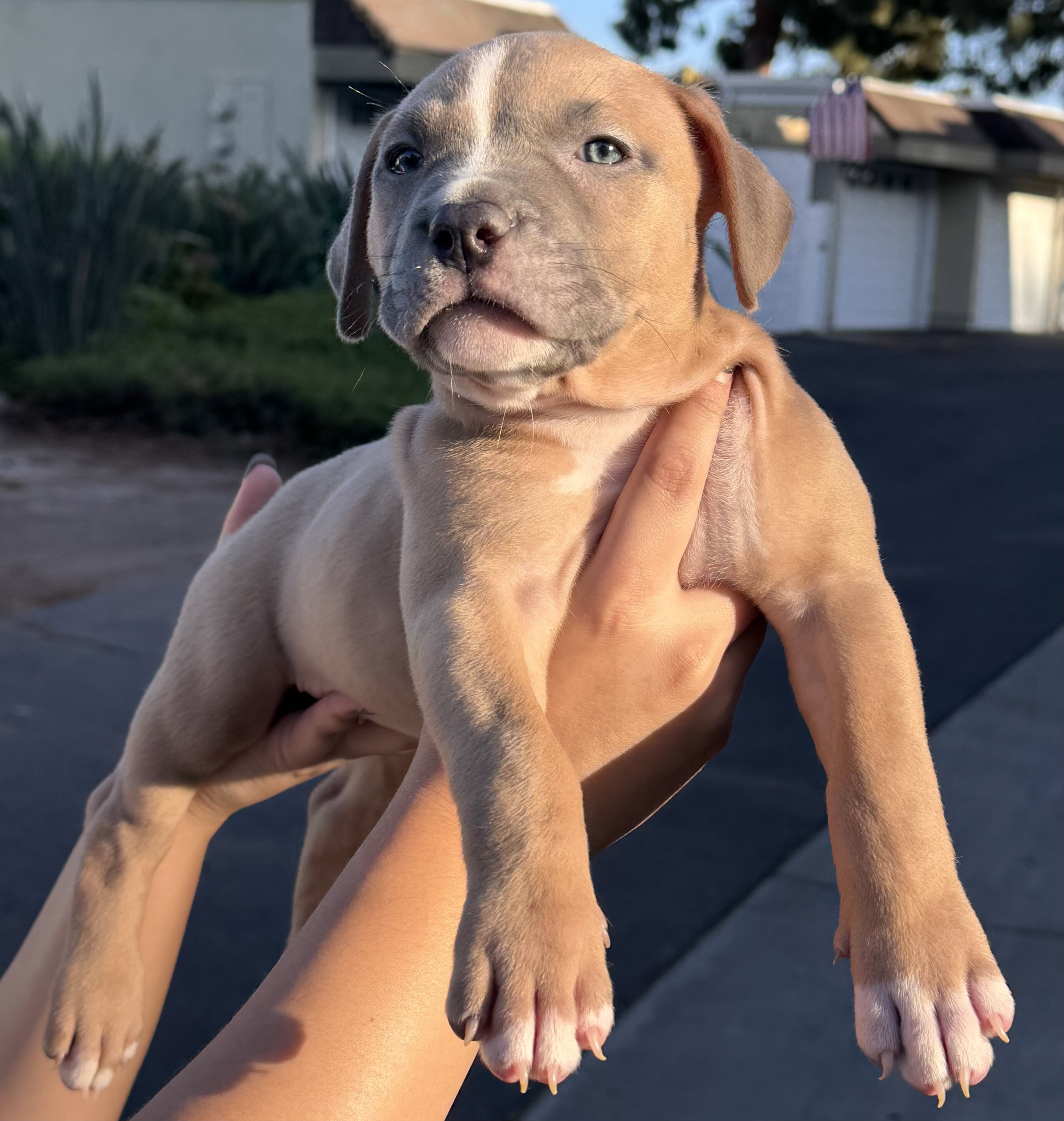 American Bully Puppies image 1
