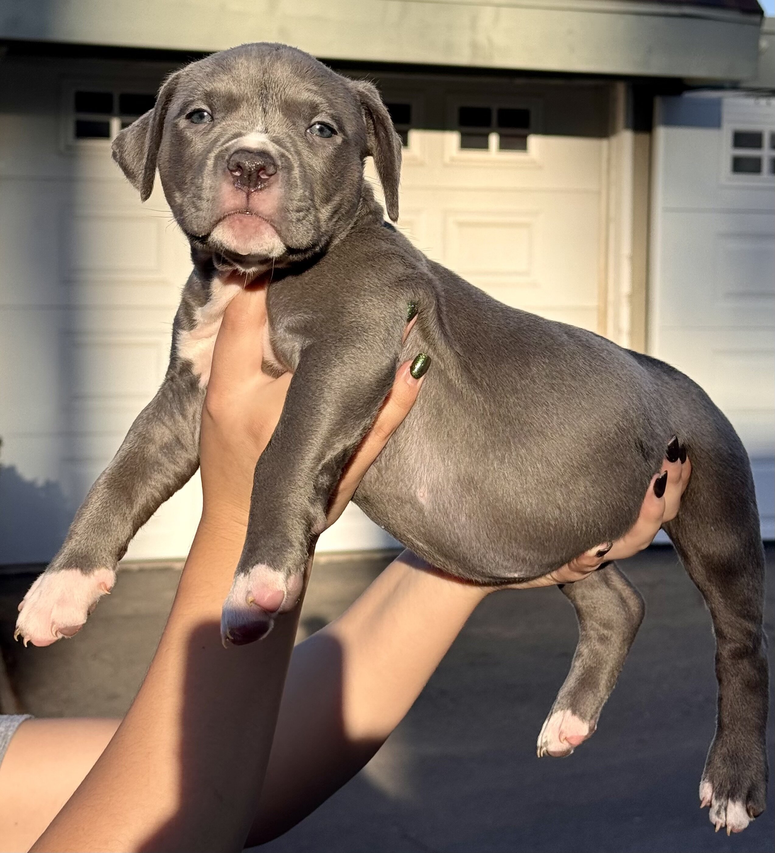 American Bully Puppies image 2