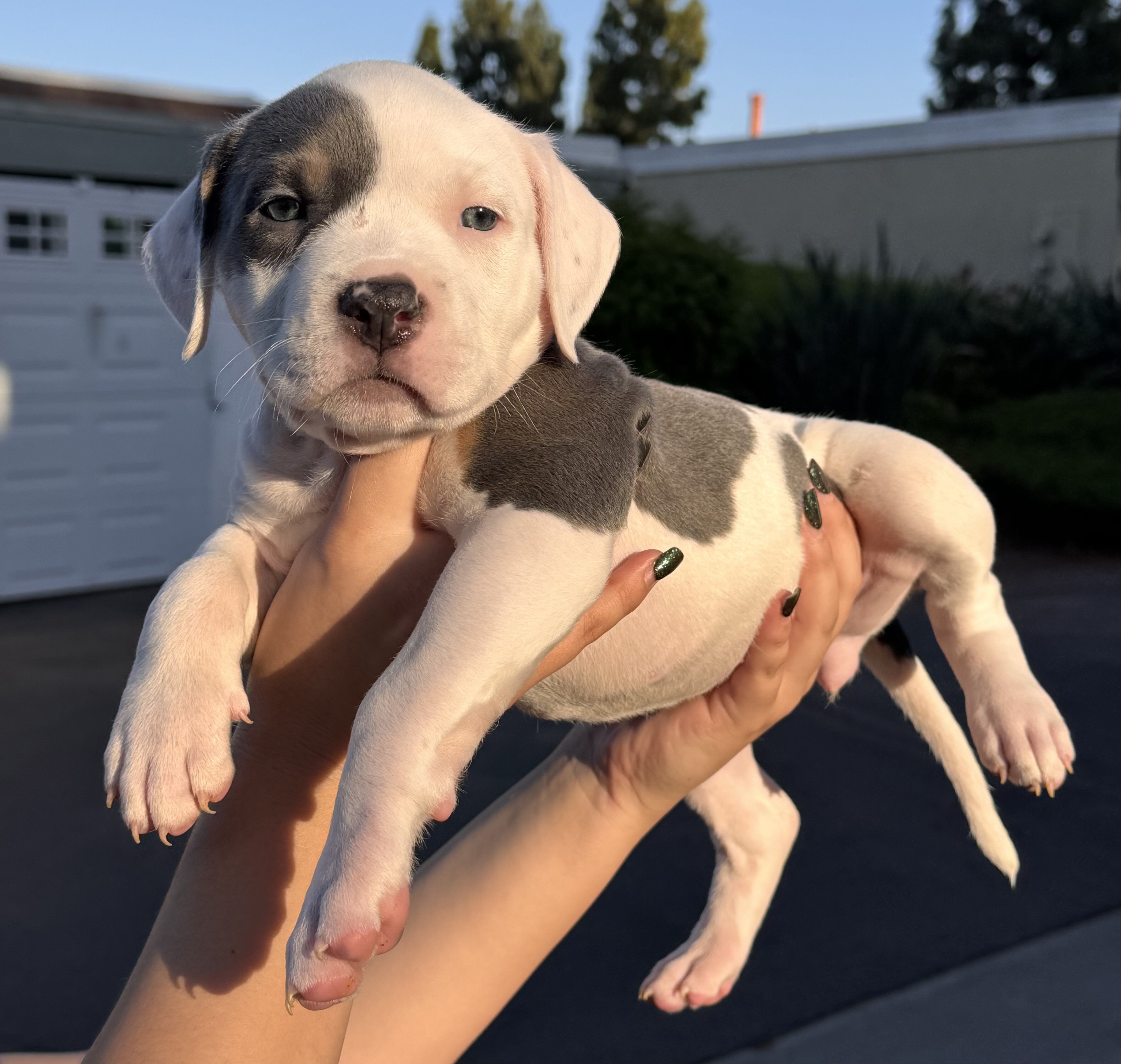 American Bully Puppies image 3