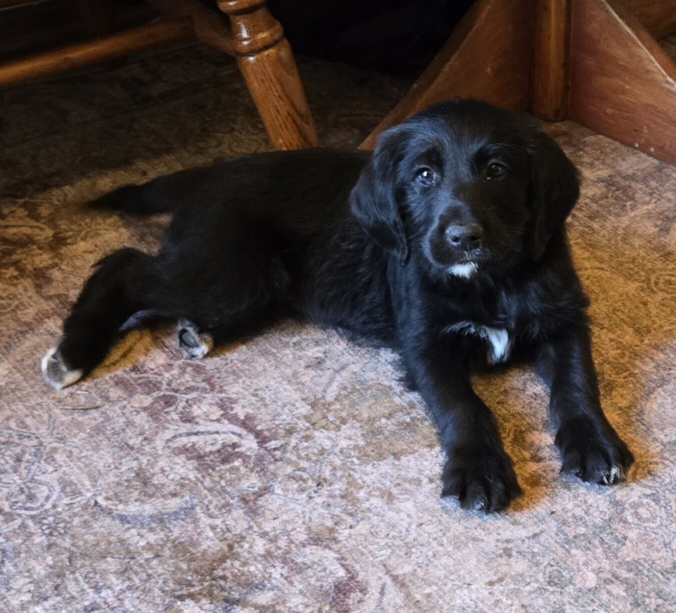 Goldador Poodle mix - female image 1