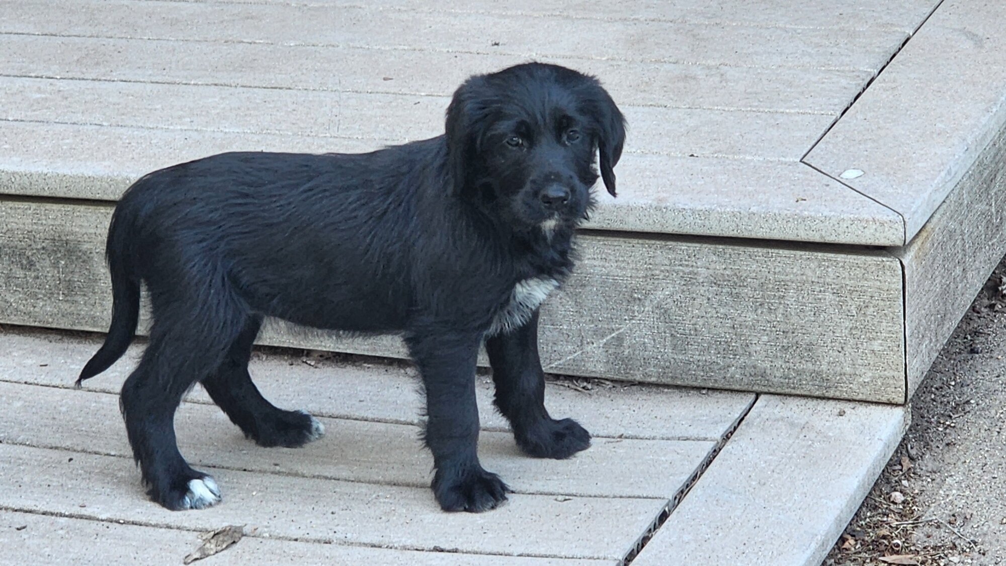 Goldador Poodle mix - female image 2