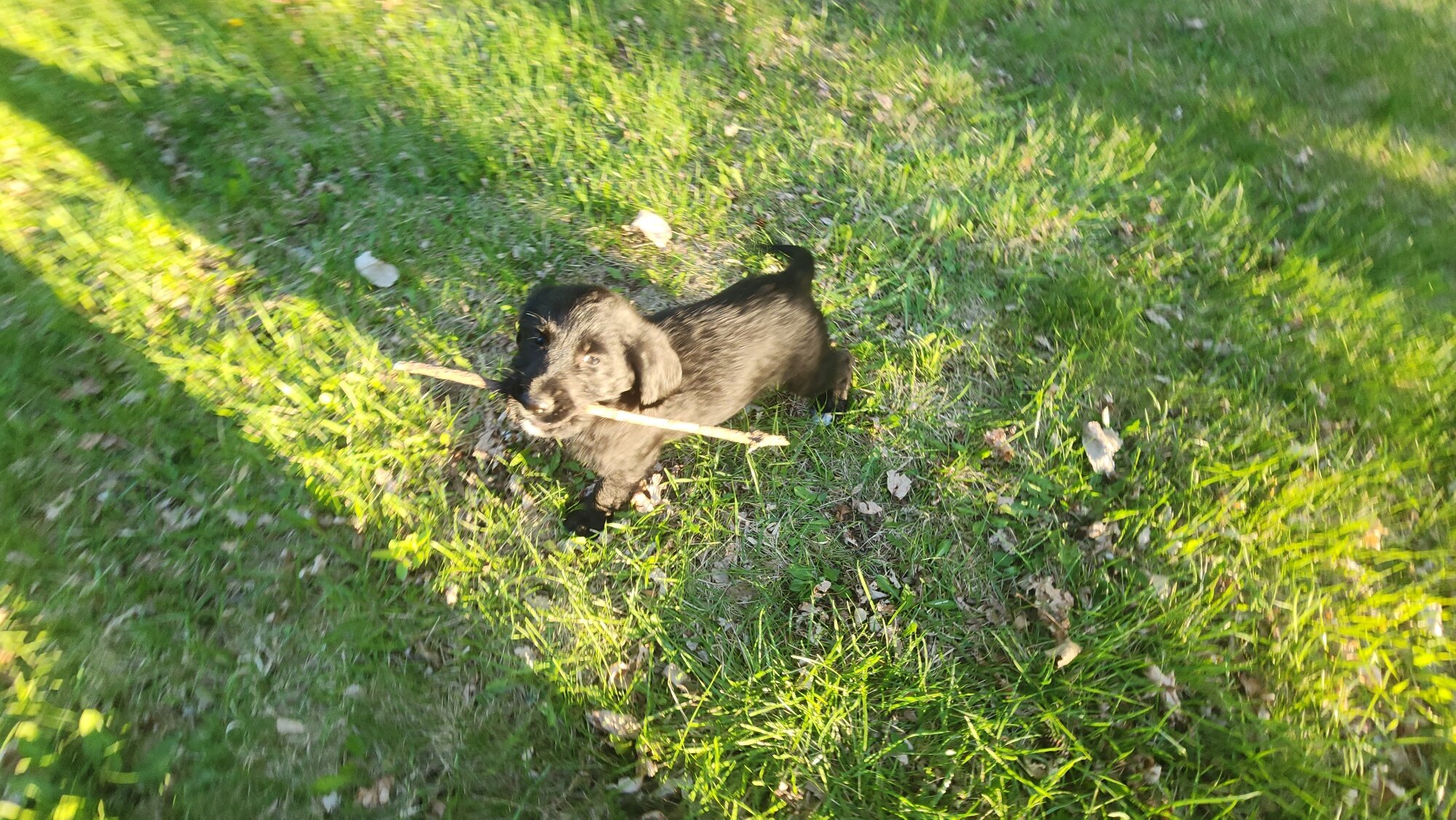 Goldador Poodle mix - female image 3