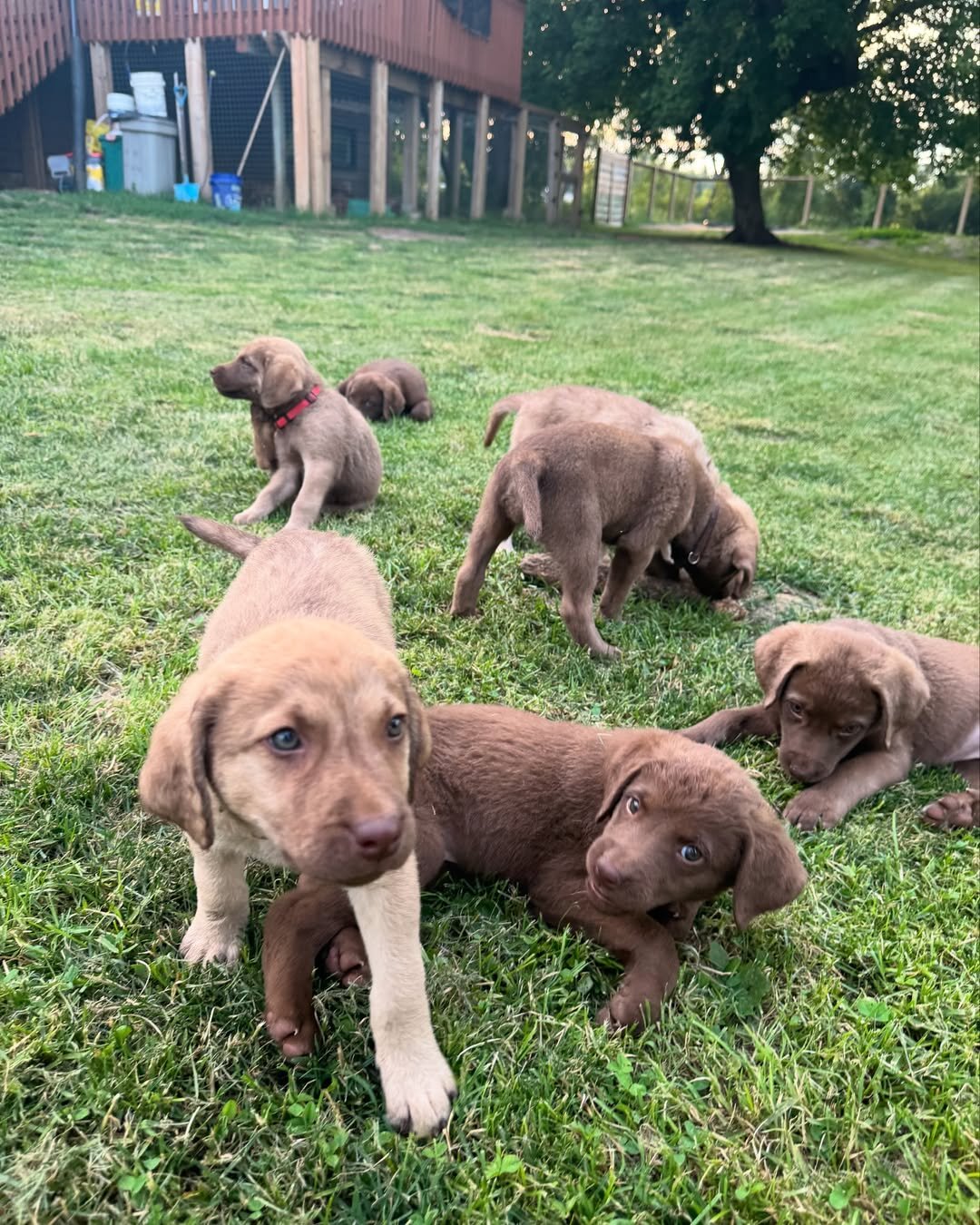 Akc registered Retriever image 1
