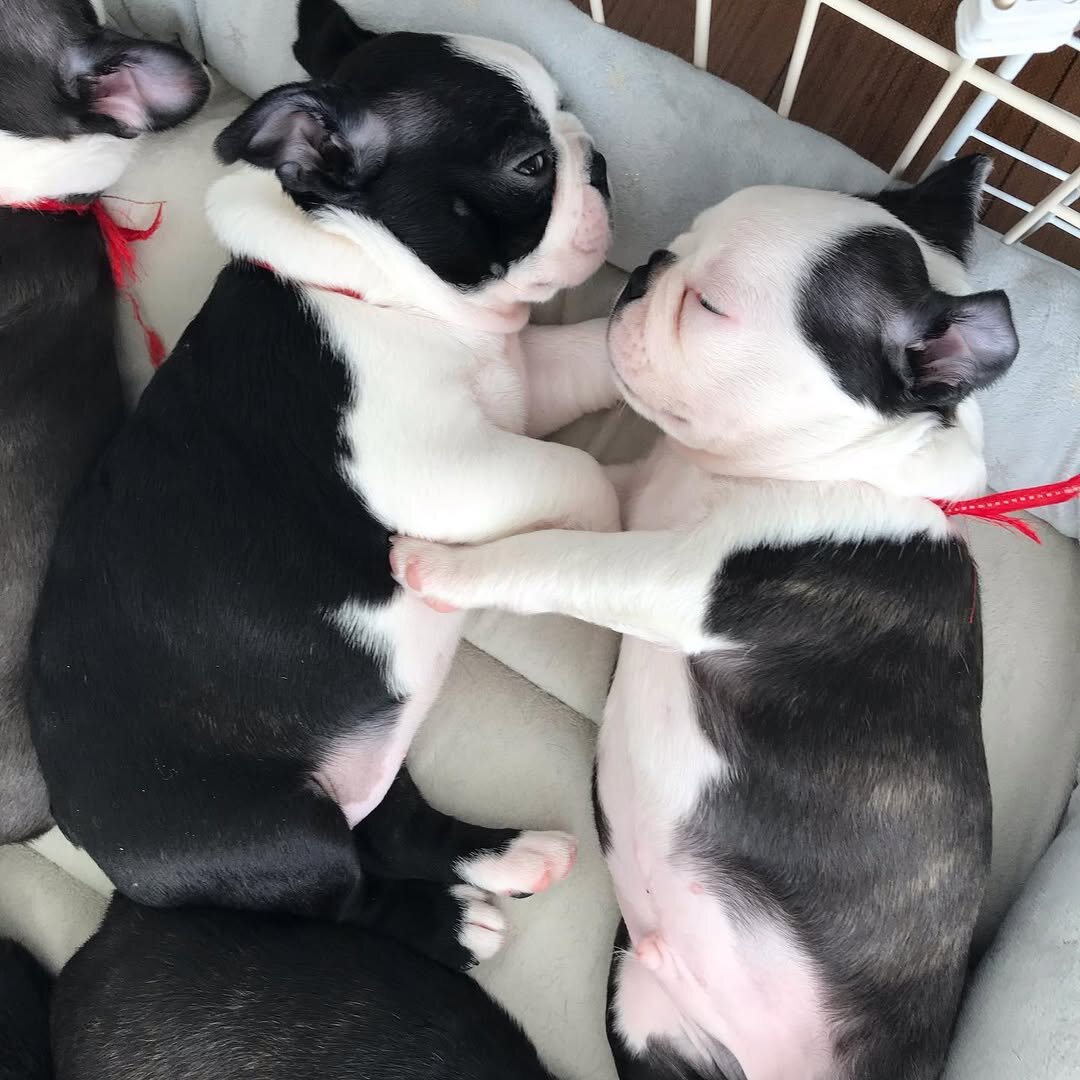 Akc registered Boston terrier puppies for rehoming image 2