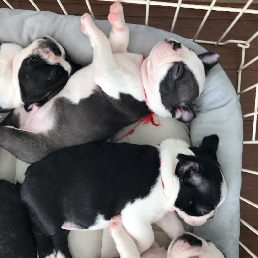 Akc registered Boston terrier puppies for rehoming image 1