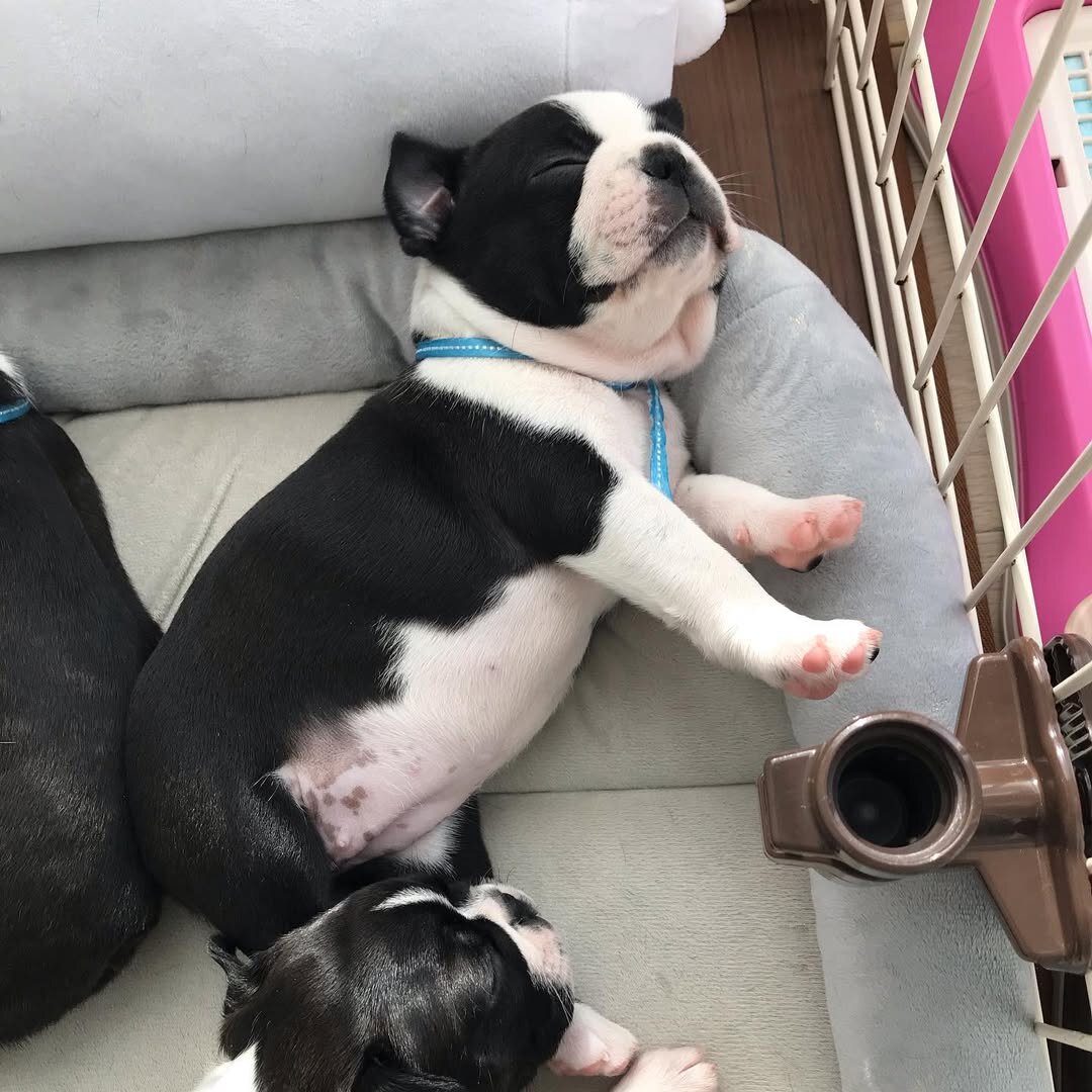 Akc registered Boston terrier puppies for rehoming image 3