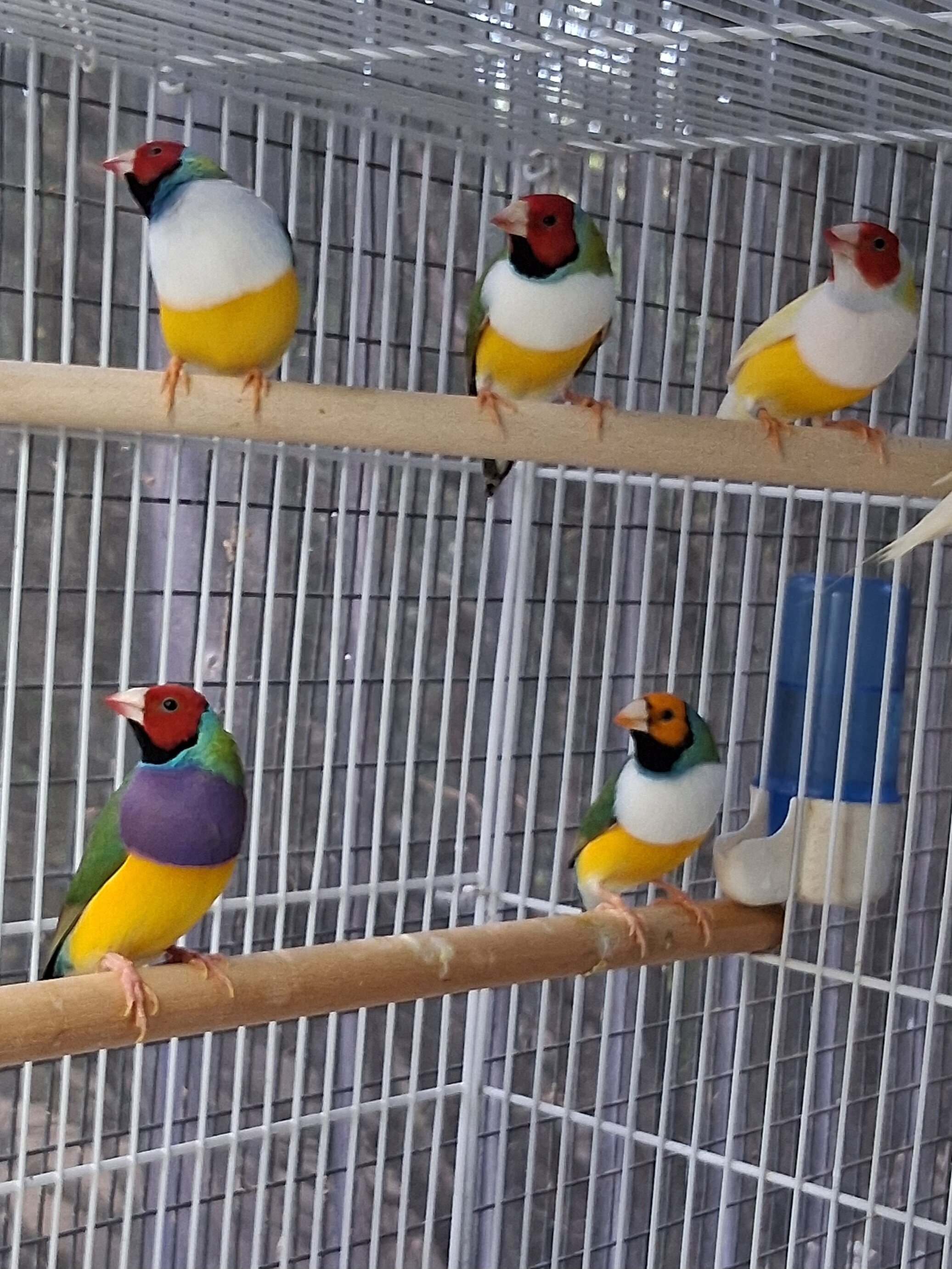 Lady Gouldian Finch image 1