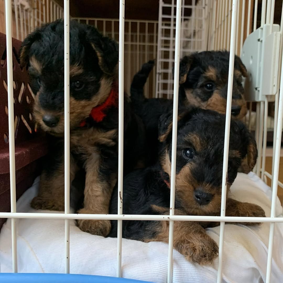 Welsh Terrier Puppies ready to go image 2