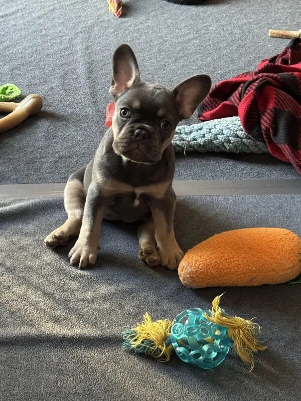 Adorable Luna image 2