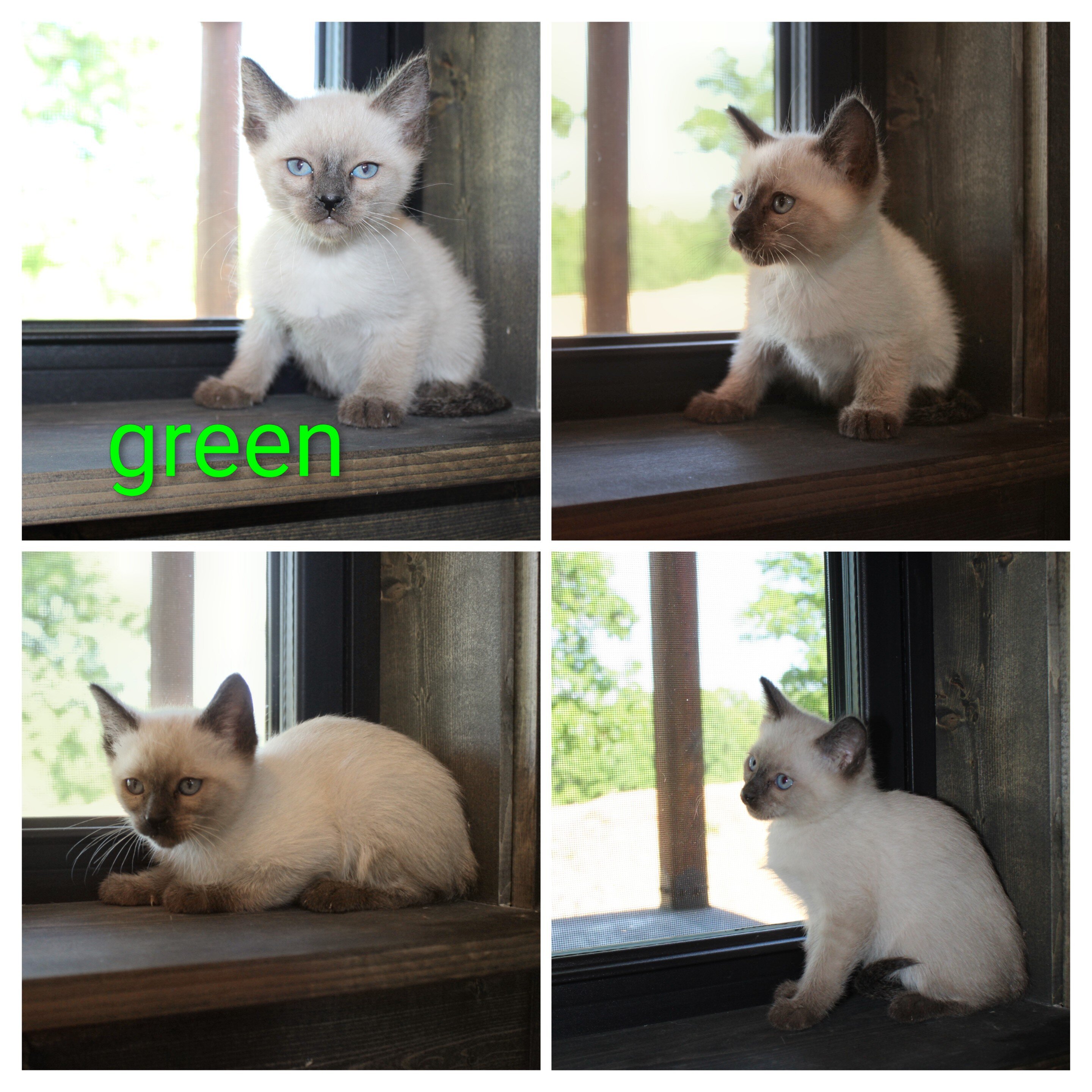 CFF registered siamese image 2