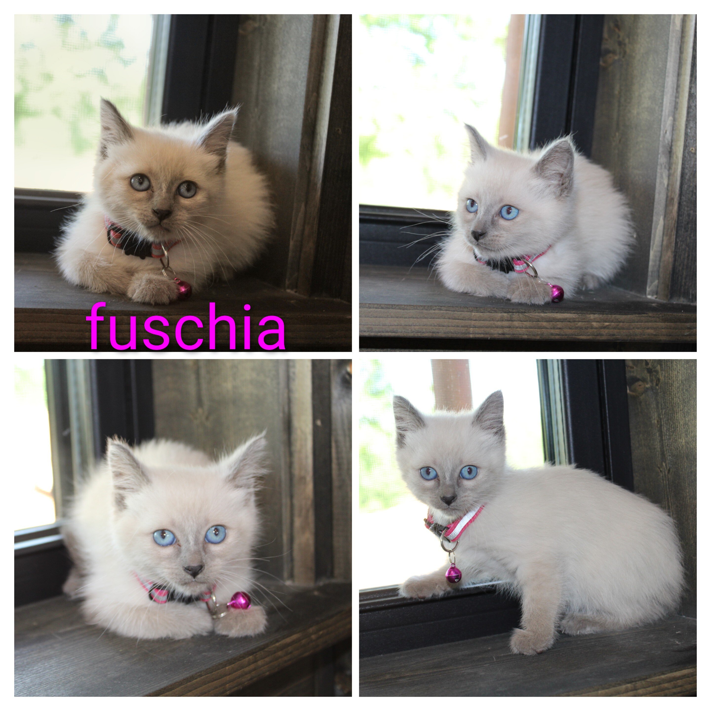 CFF registered siamese image 4