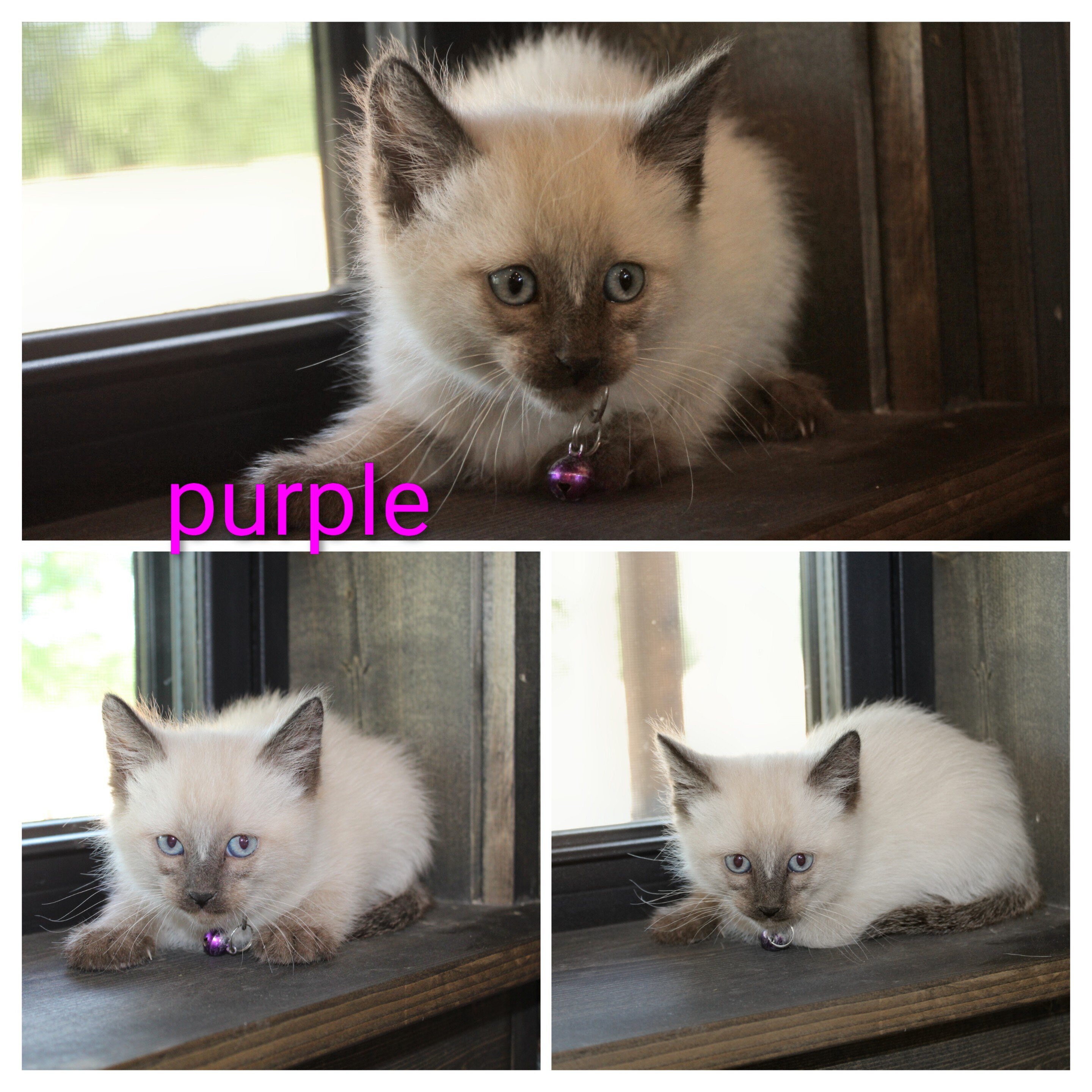 CFF registered siamese image 3