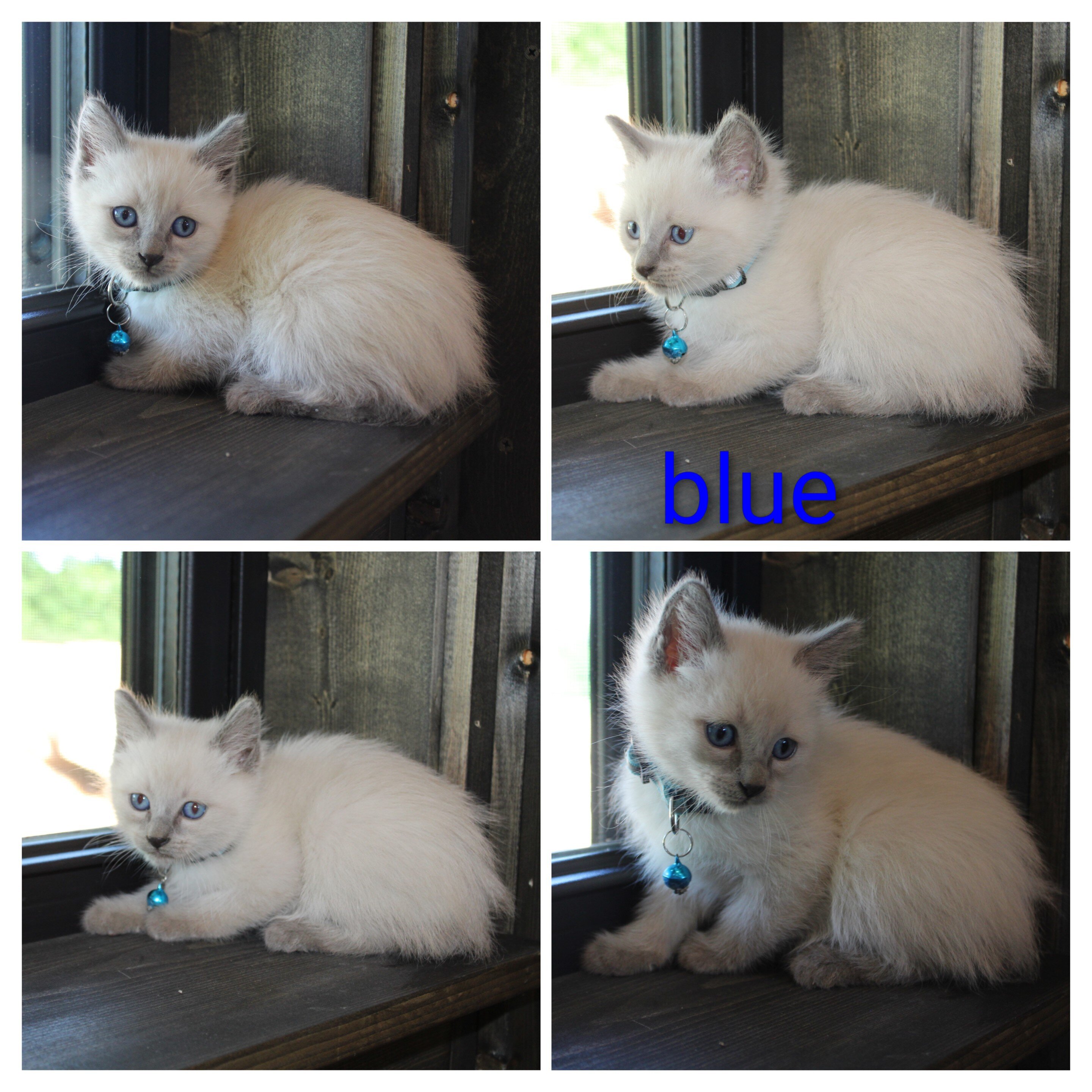 CFF registered siamese image 6