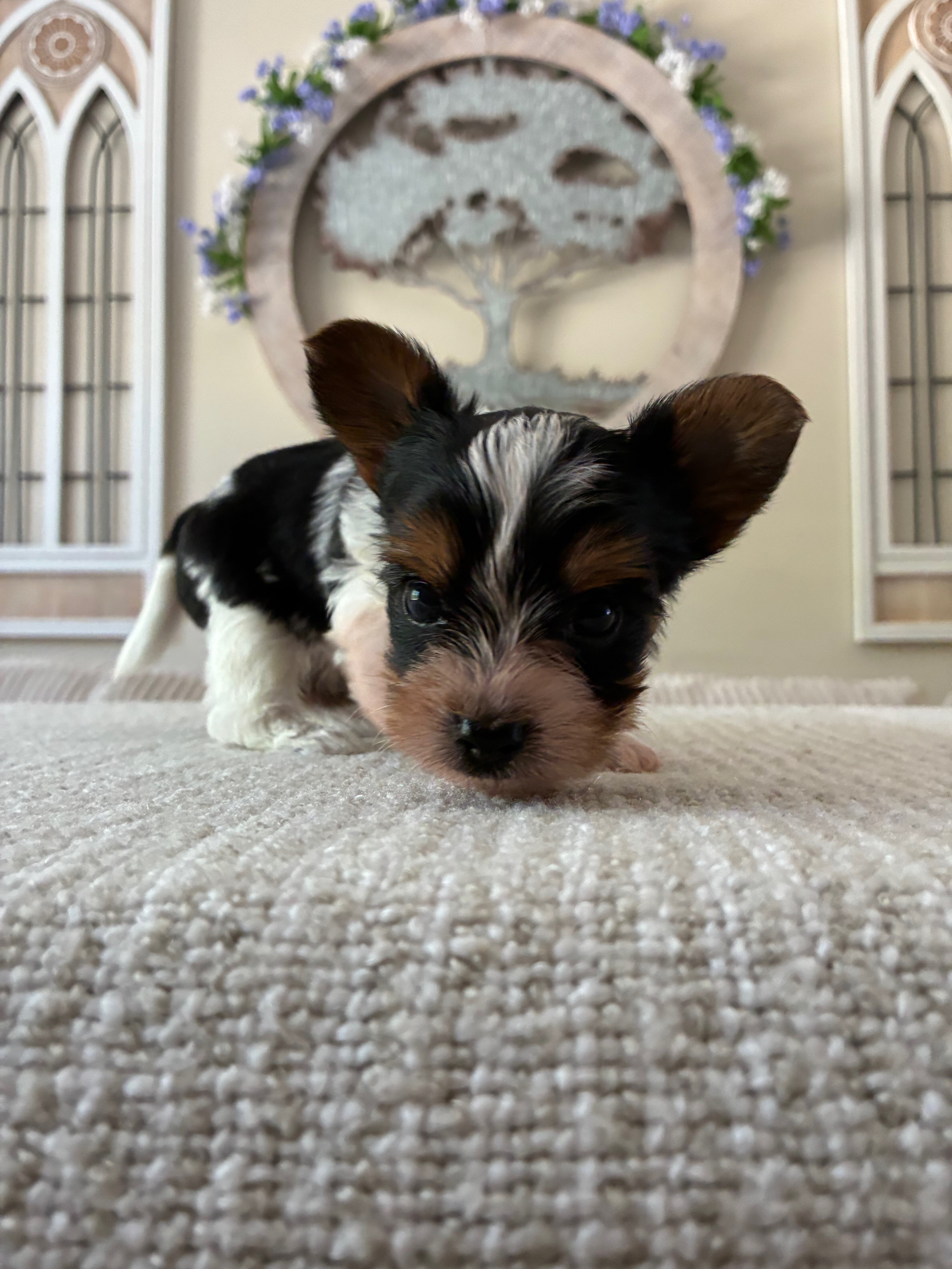 Yorkie Puppy image 3