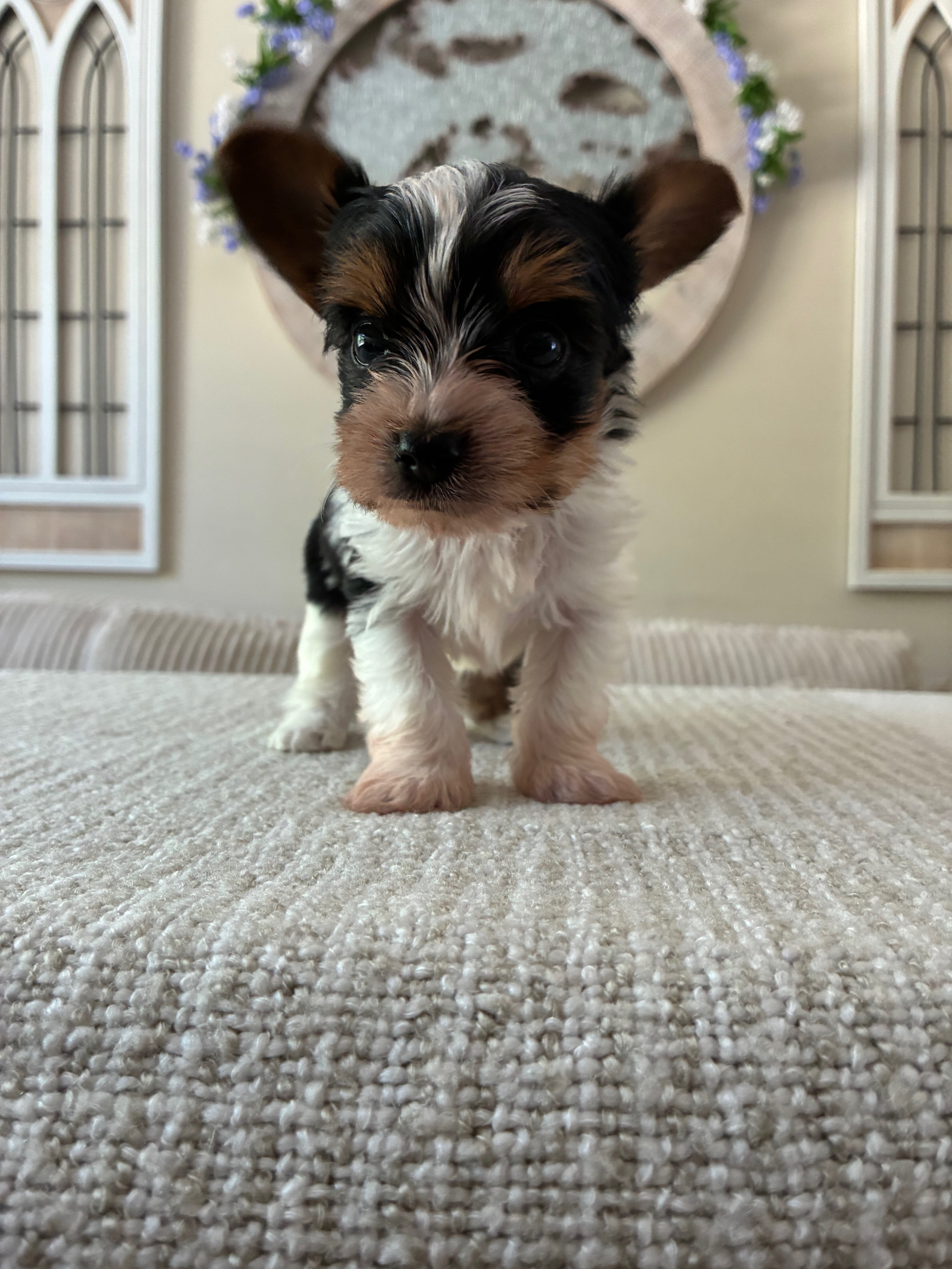 Yorkie Puppy image 2
