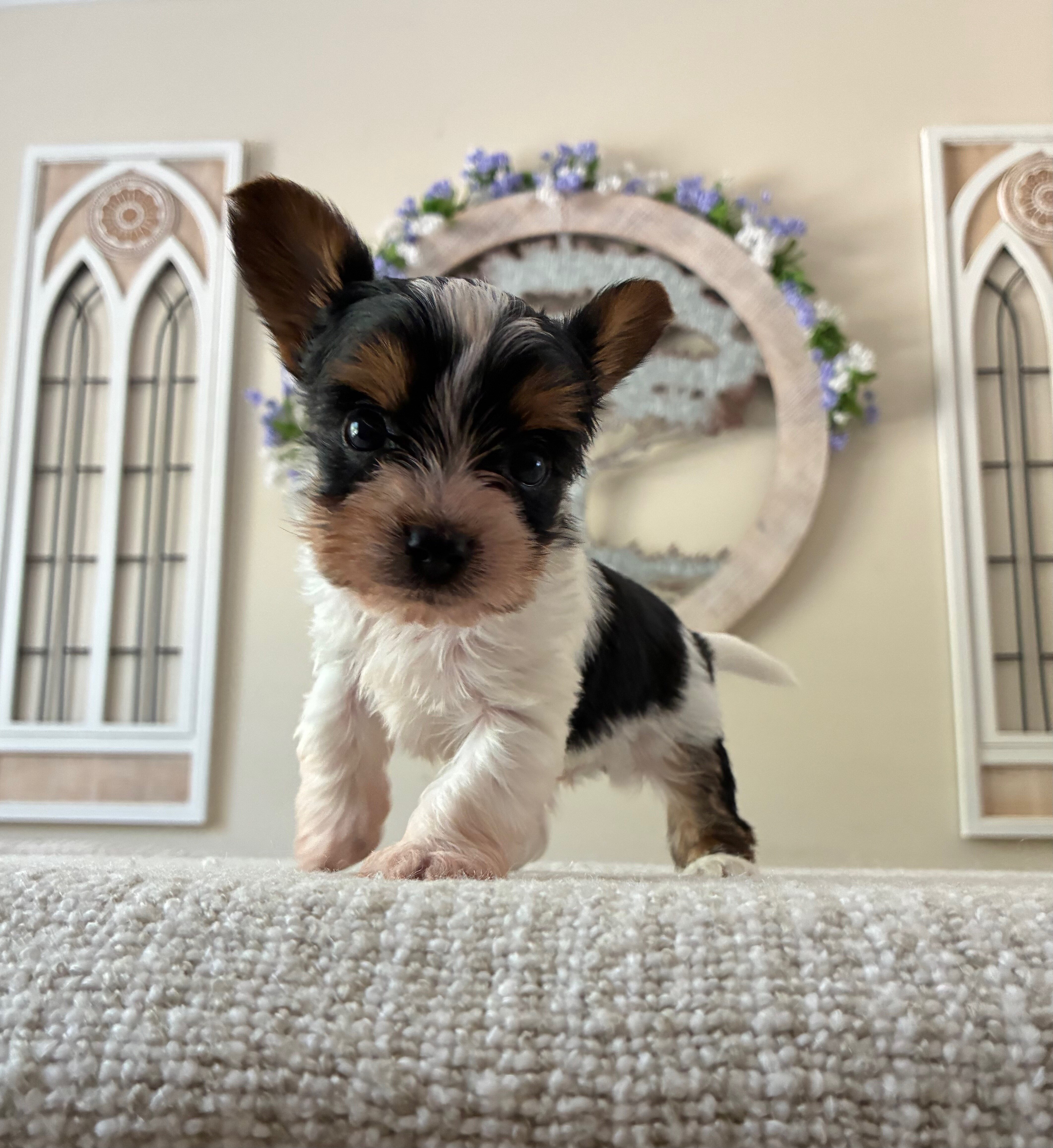 Yorkie Puppy image 1