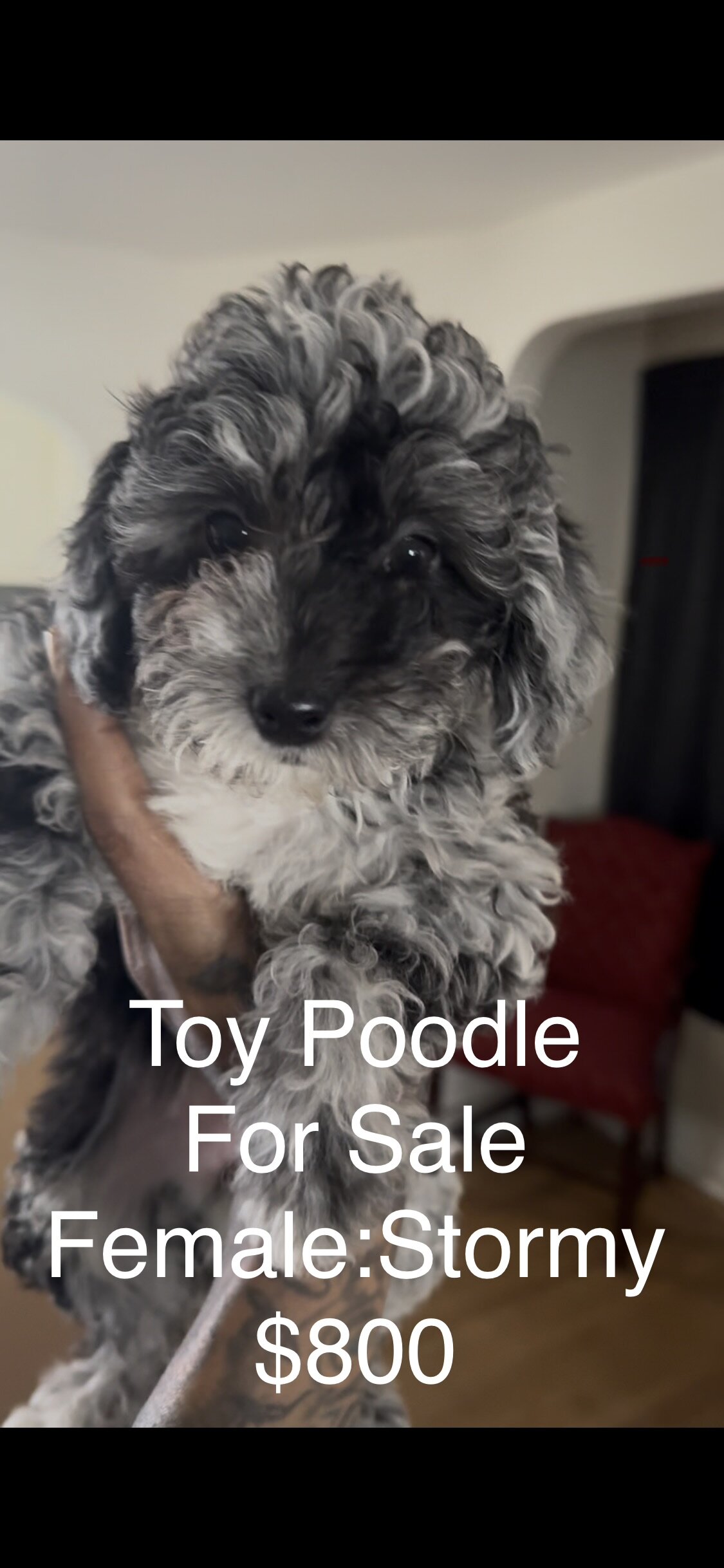 Miniature poodles image 1