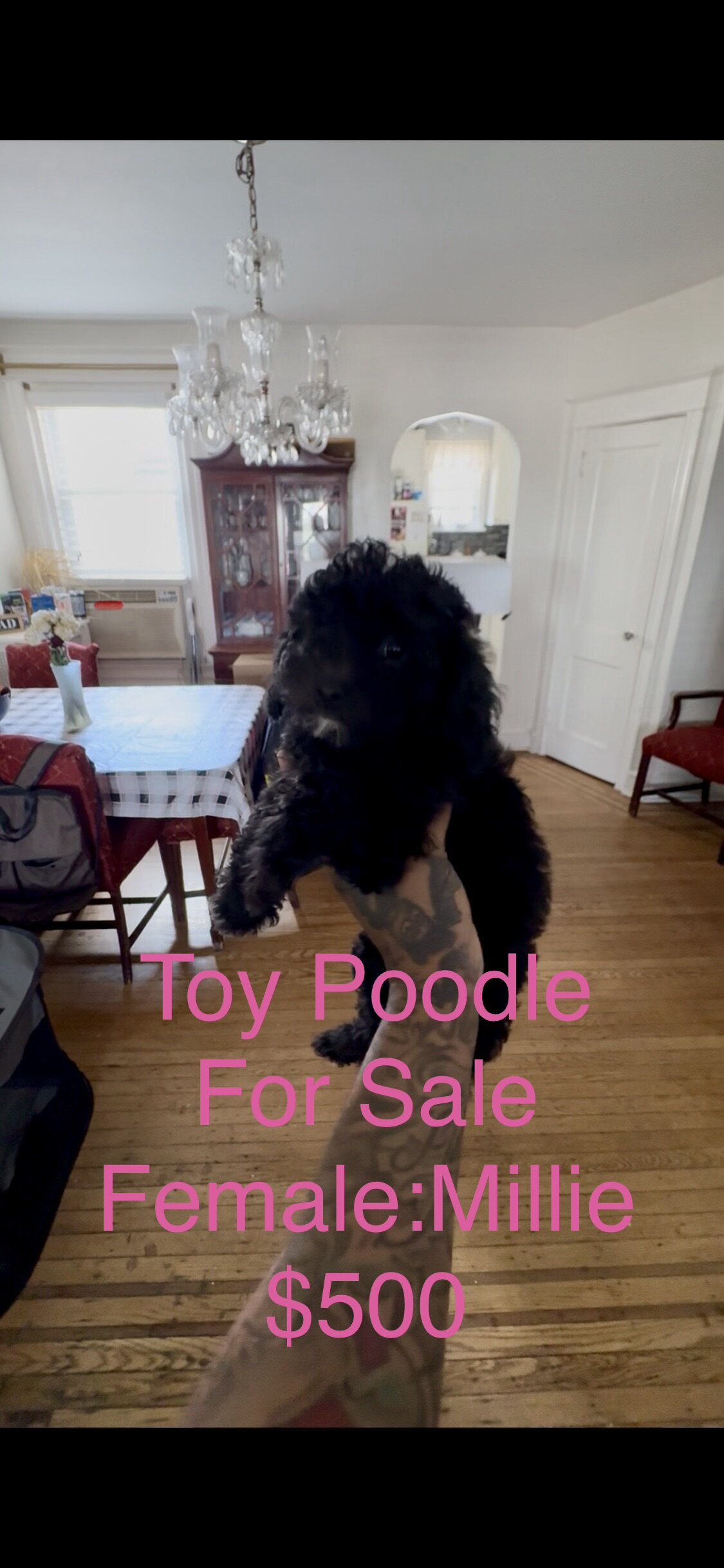 Miniature poodles image 2
