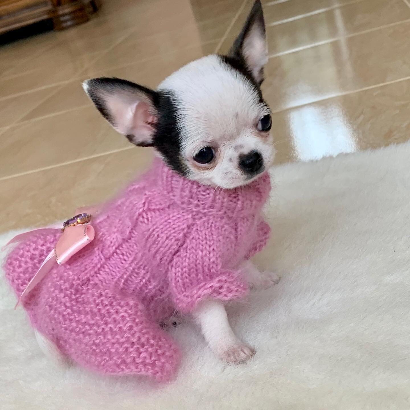 Tiny Chihuahua Seeking Home image 1