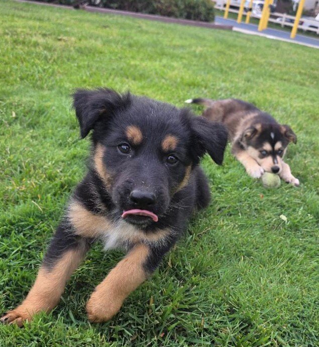 German Shepard puppy image 1