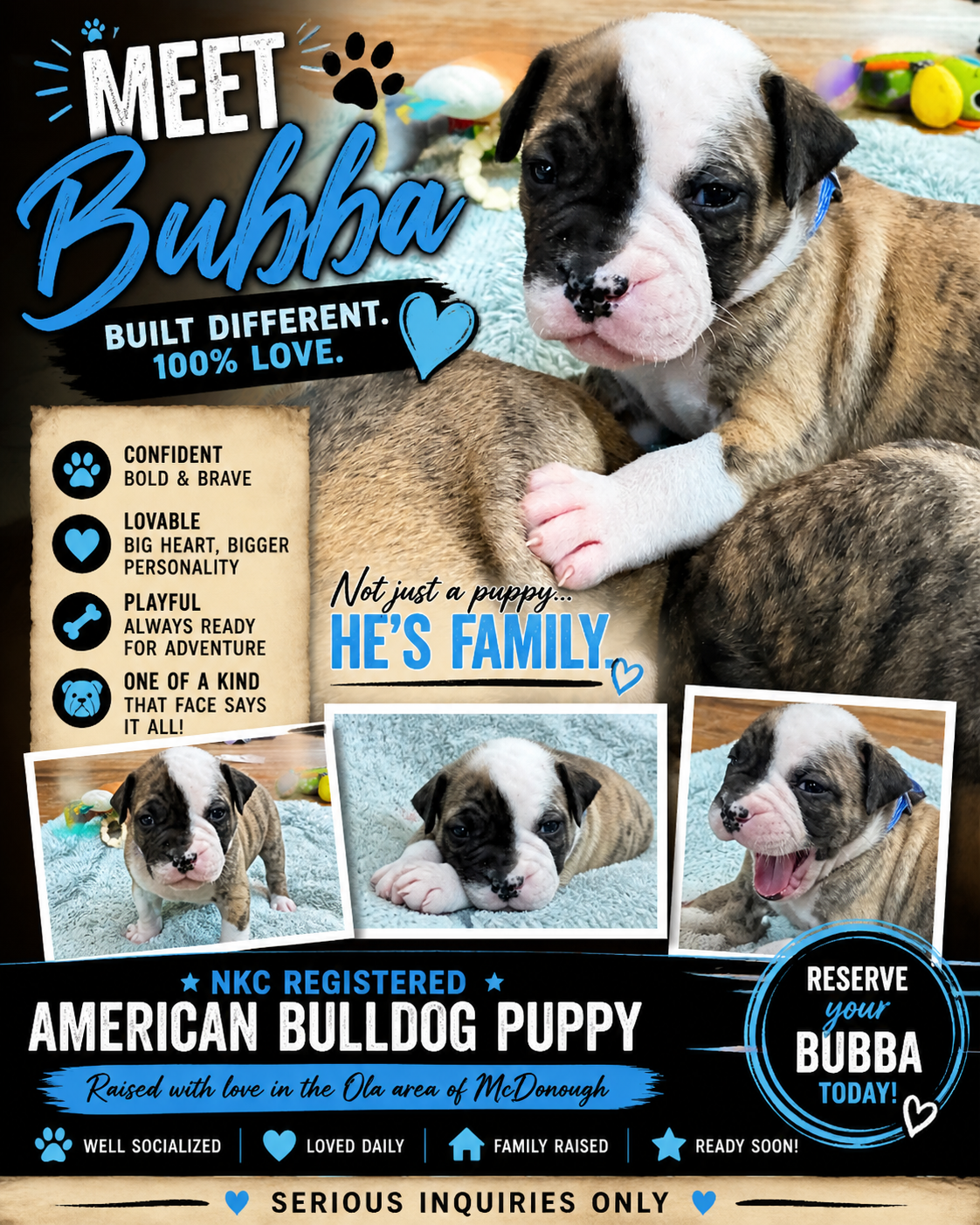 NKC American Bulldog Puppy image 2