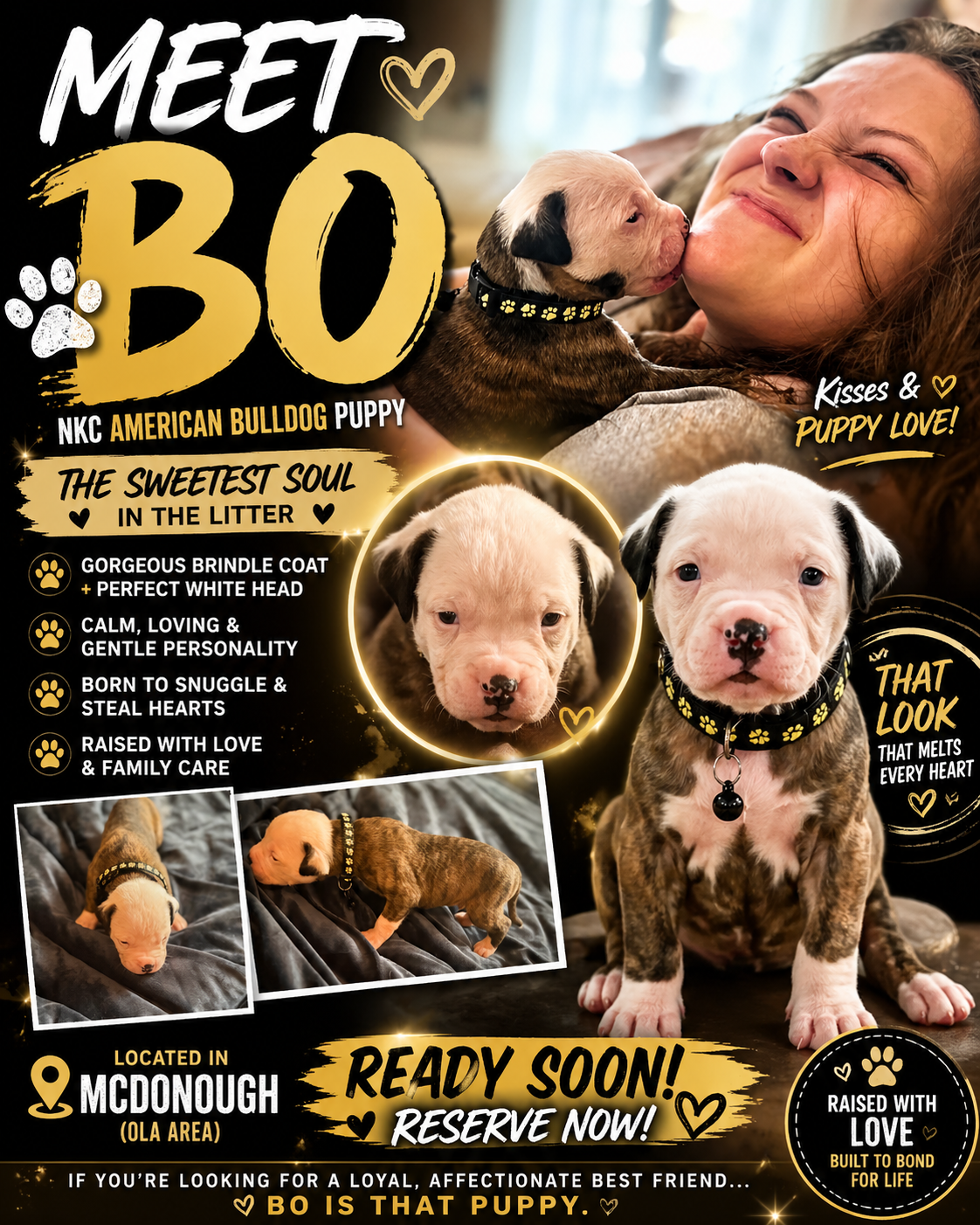 NKC American Bulldog Puppy image 4