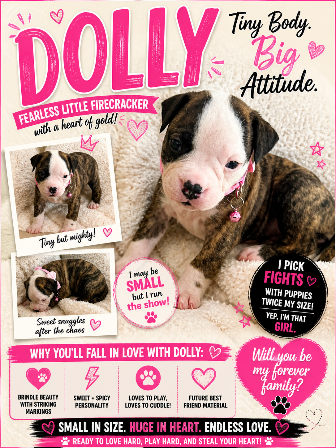 NKC American Bulldog Puppy image 7