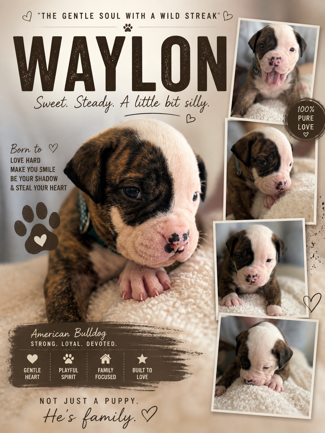 NKC American Bulldog Puppy image 6