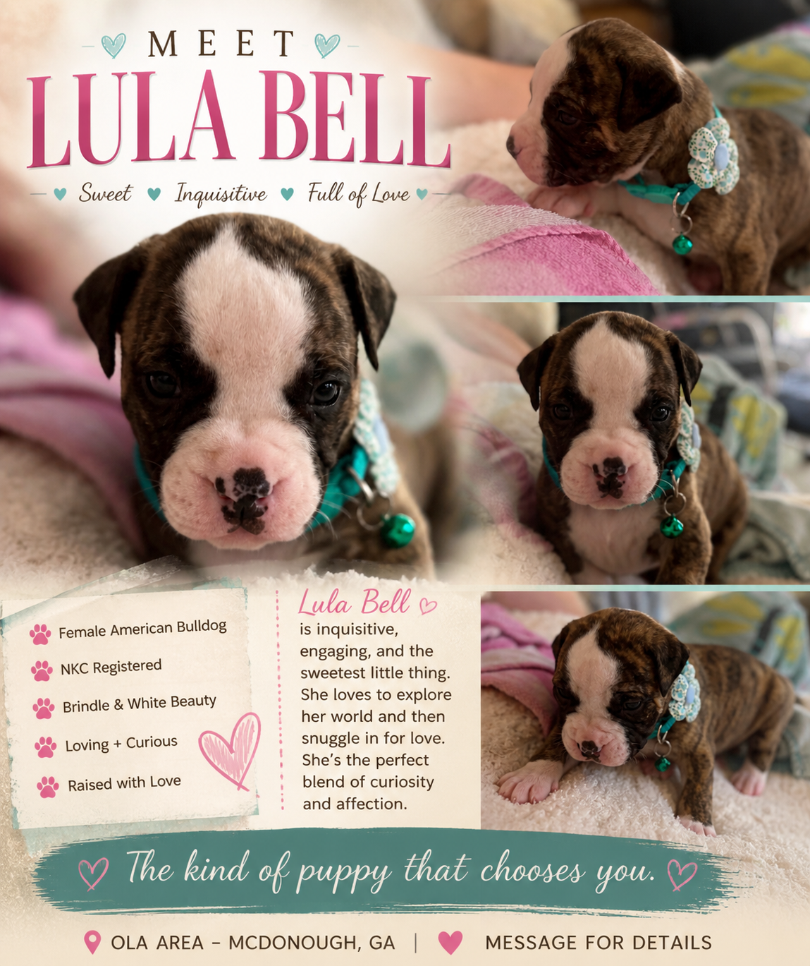 NKC American Bulldog Puppy image 5