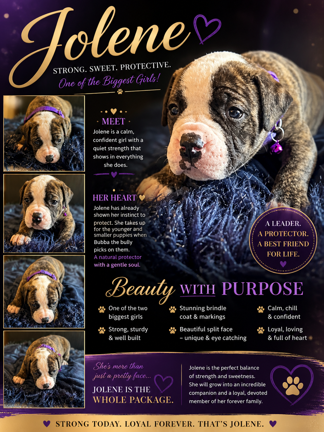 NKC American Bulldog Puppy image 3