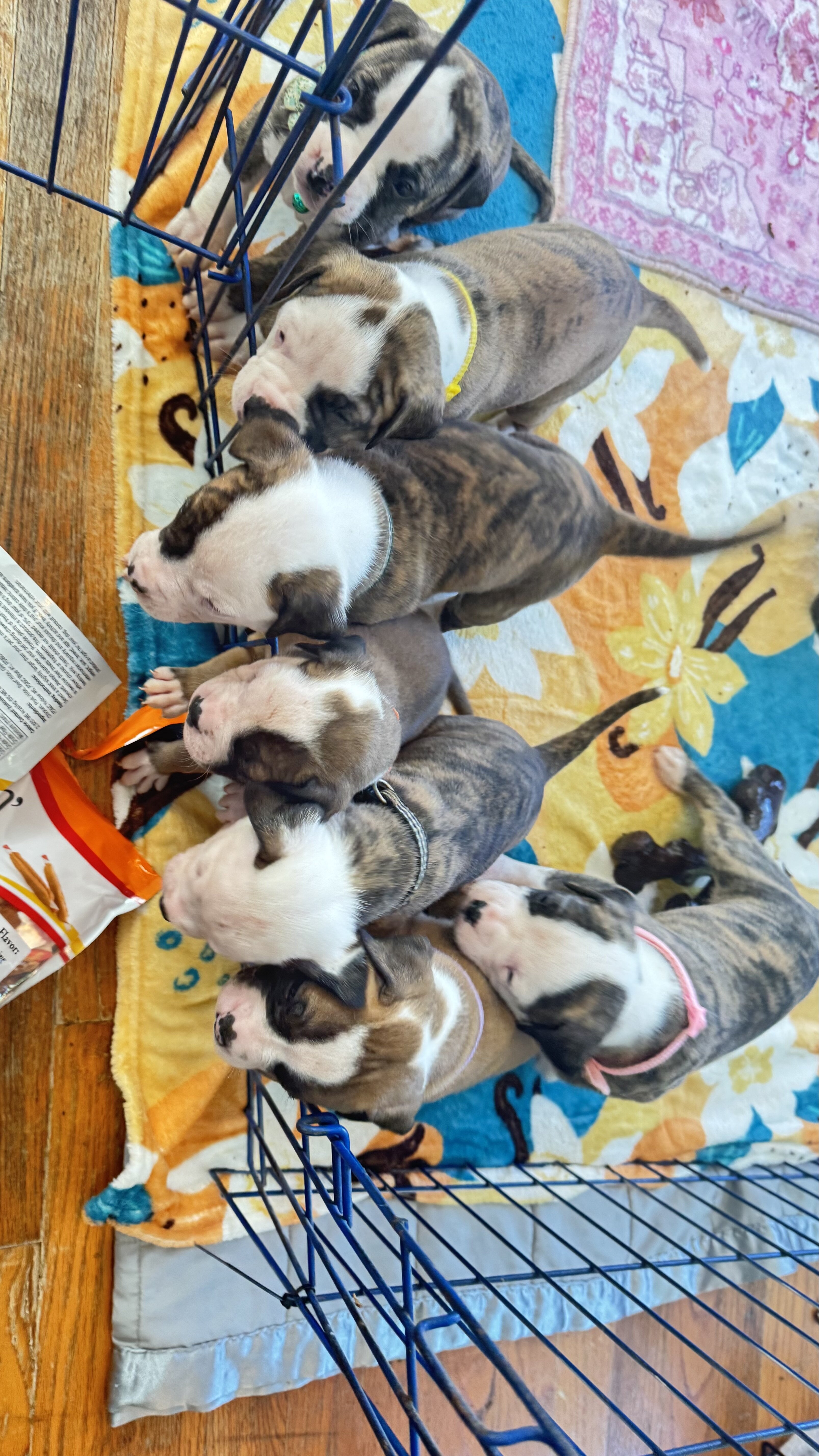NKC American Bulldog Puppy image 1