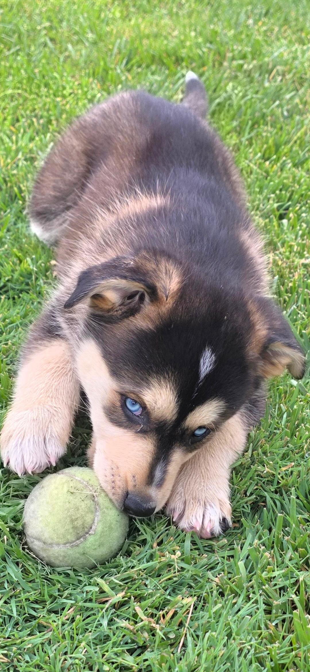 Husky puppy image 1