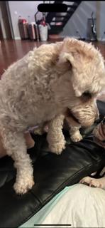 Maltipoo image 1