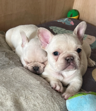 KC Frenchie pups, platinum/blue sable image 2