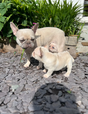 KC Frenchie pups, platinum/blue sable image 1