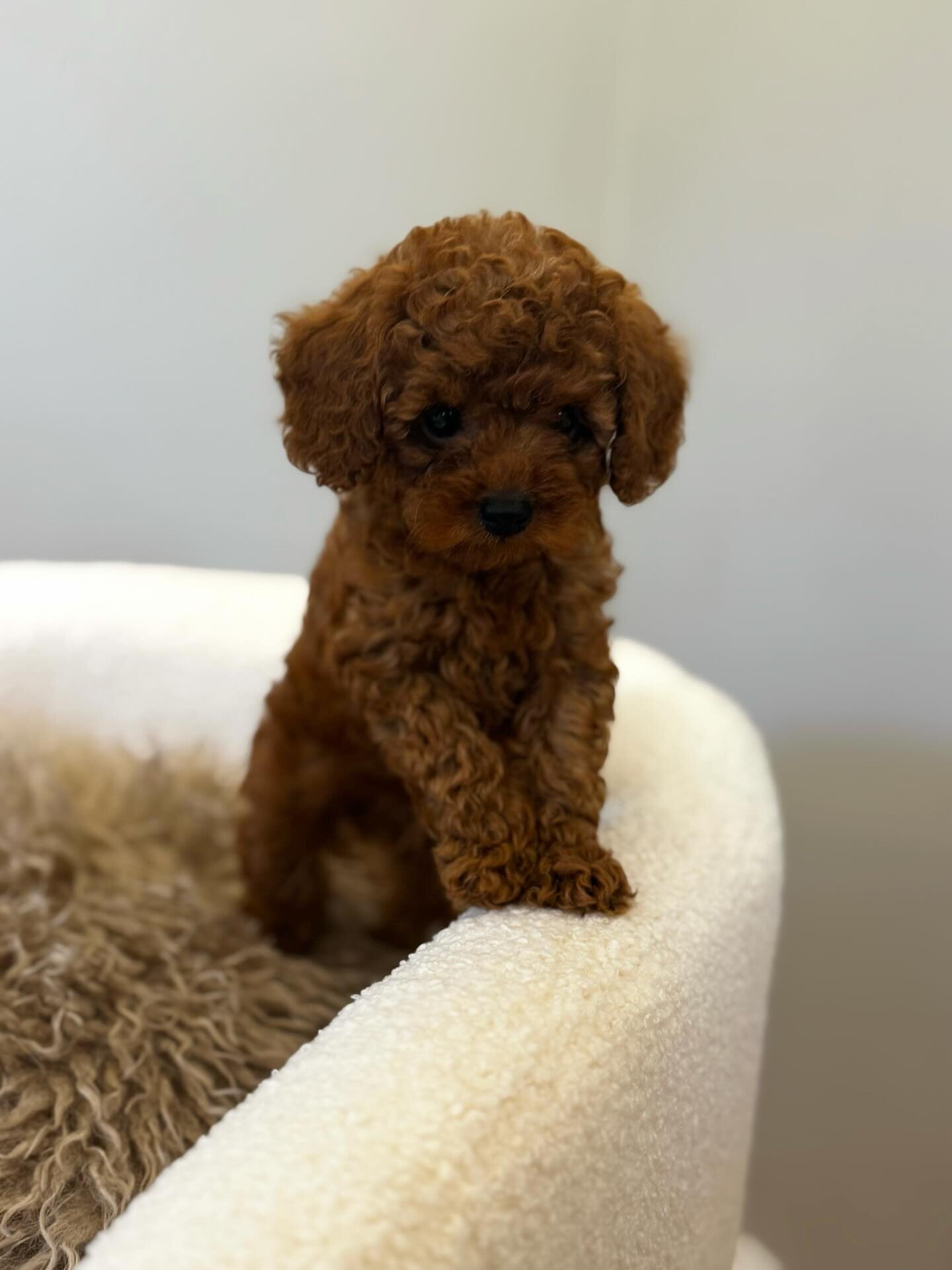 Toy poodle image 3