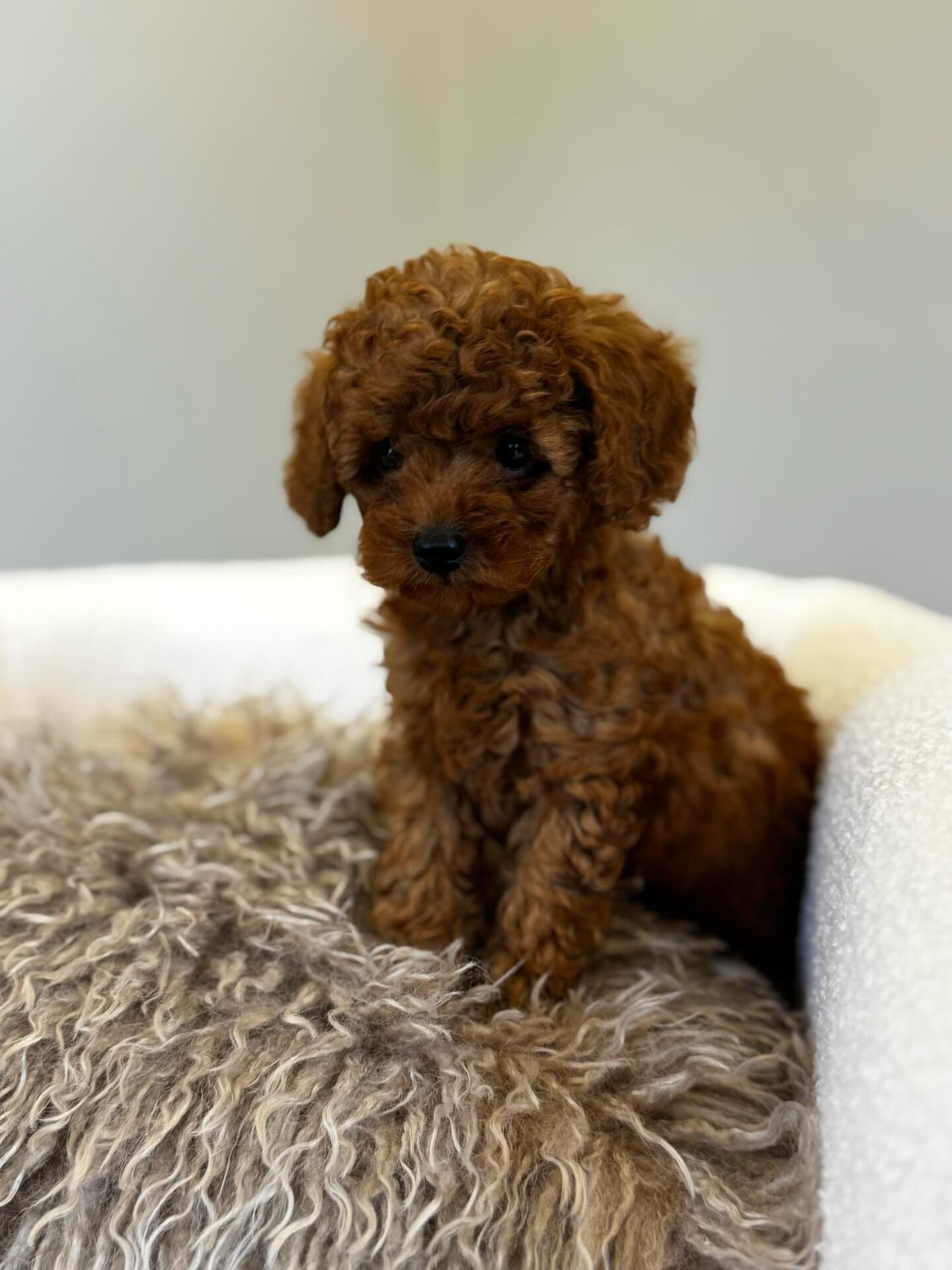 Toy poodle image 2