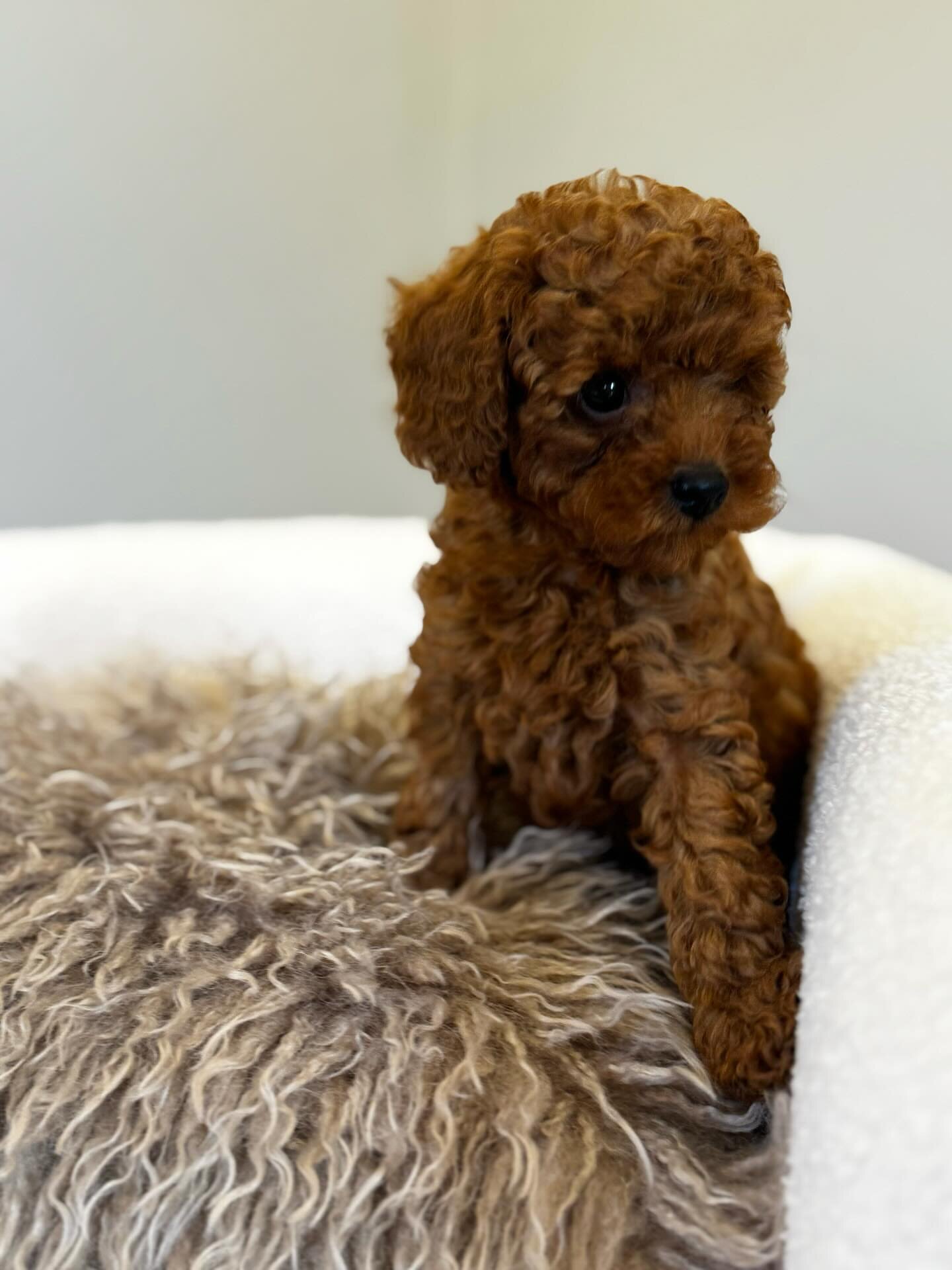 Toy poodle image 1