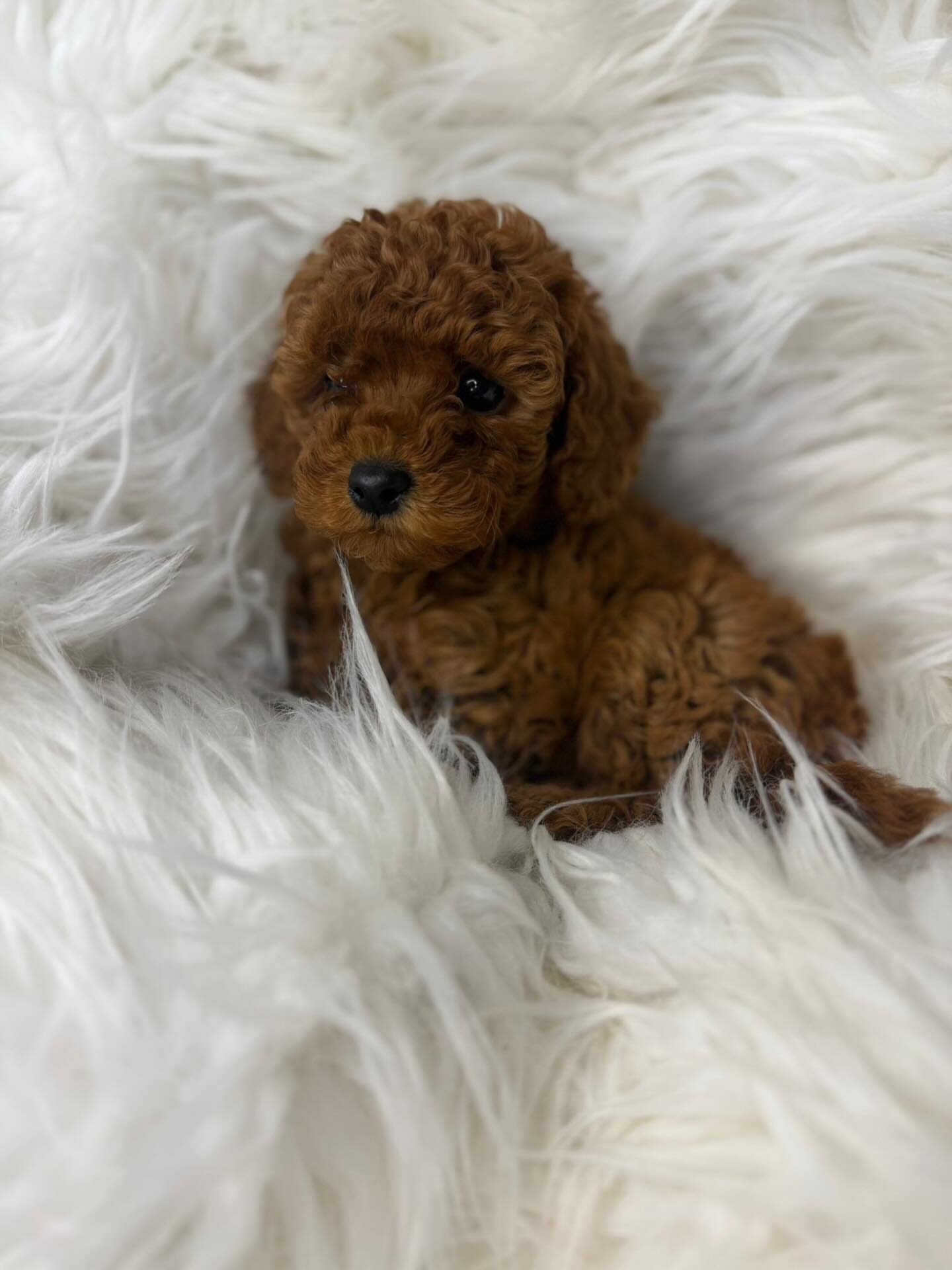 Toy poodle image 1