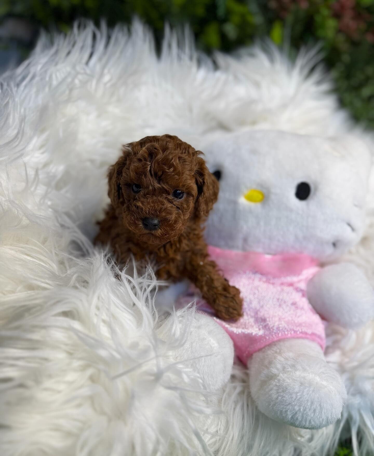 Toy poodle image 4