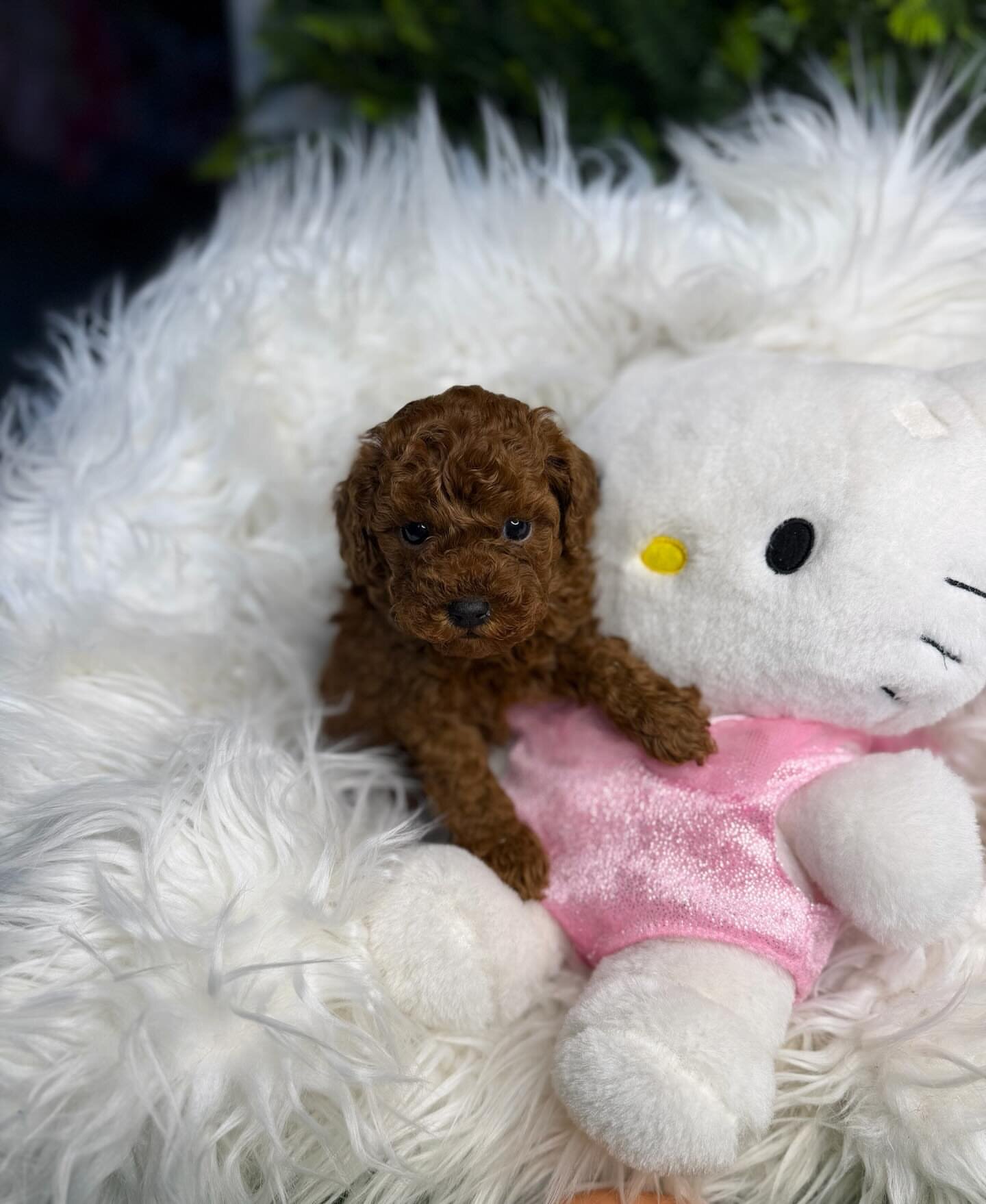 Toy poodle image 3