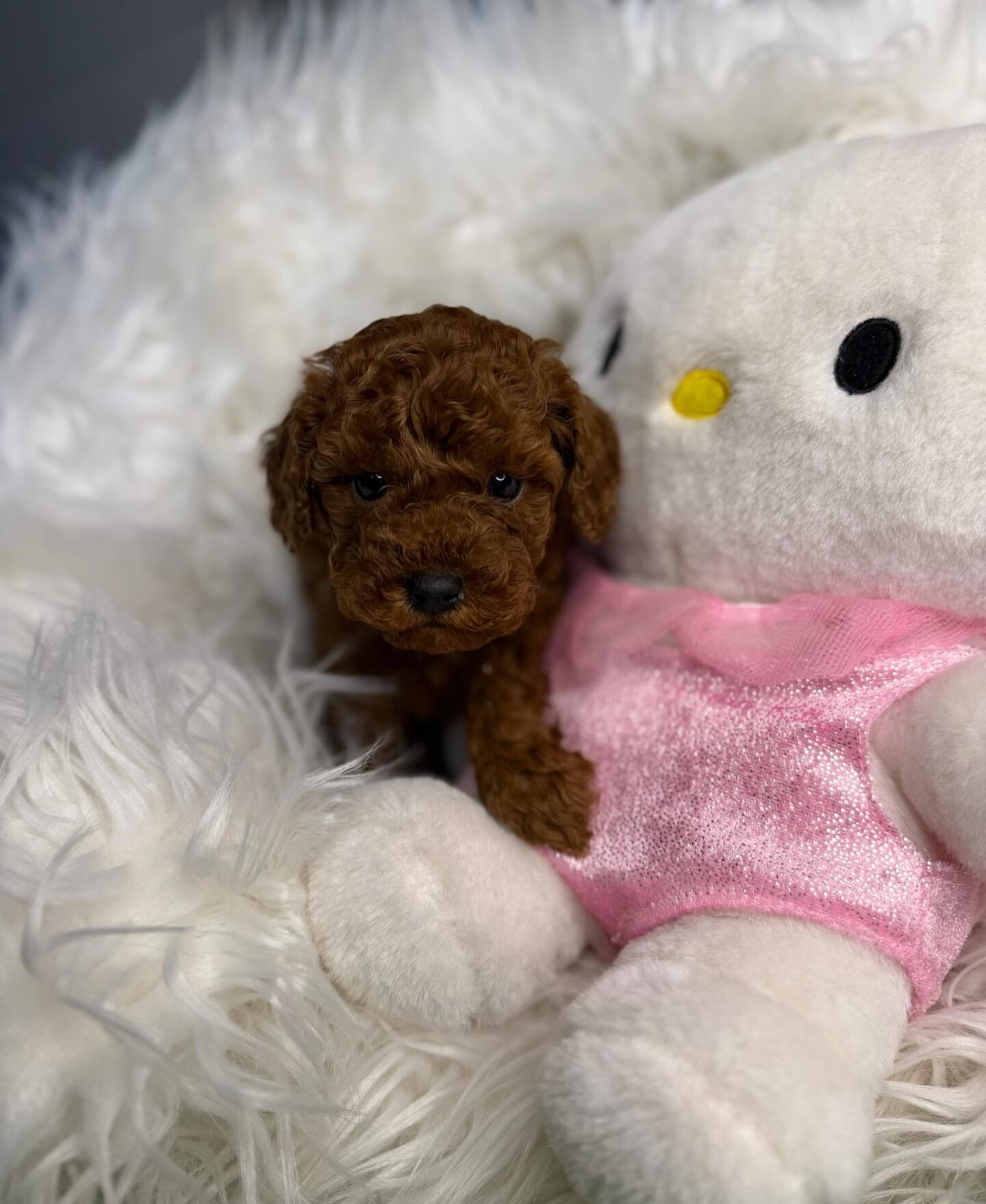 Toy poodle image 2