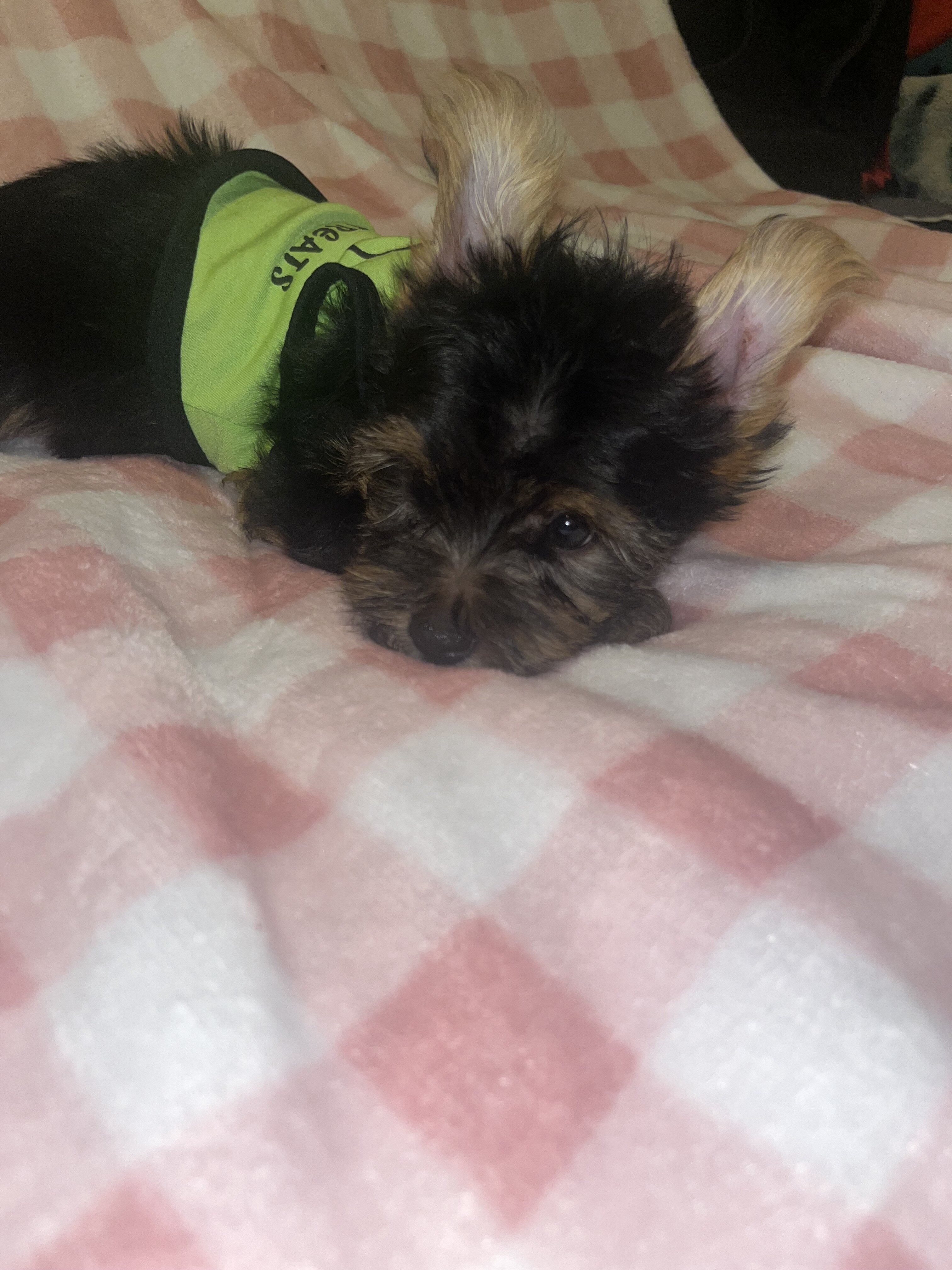Yorkie male image 3